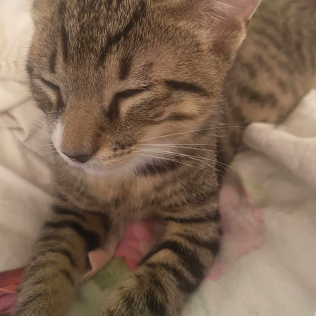 Simba