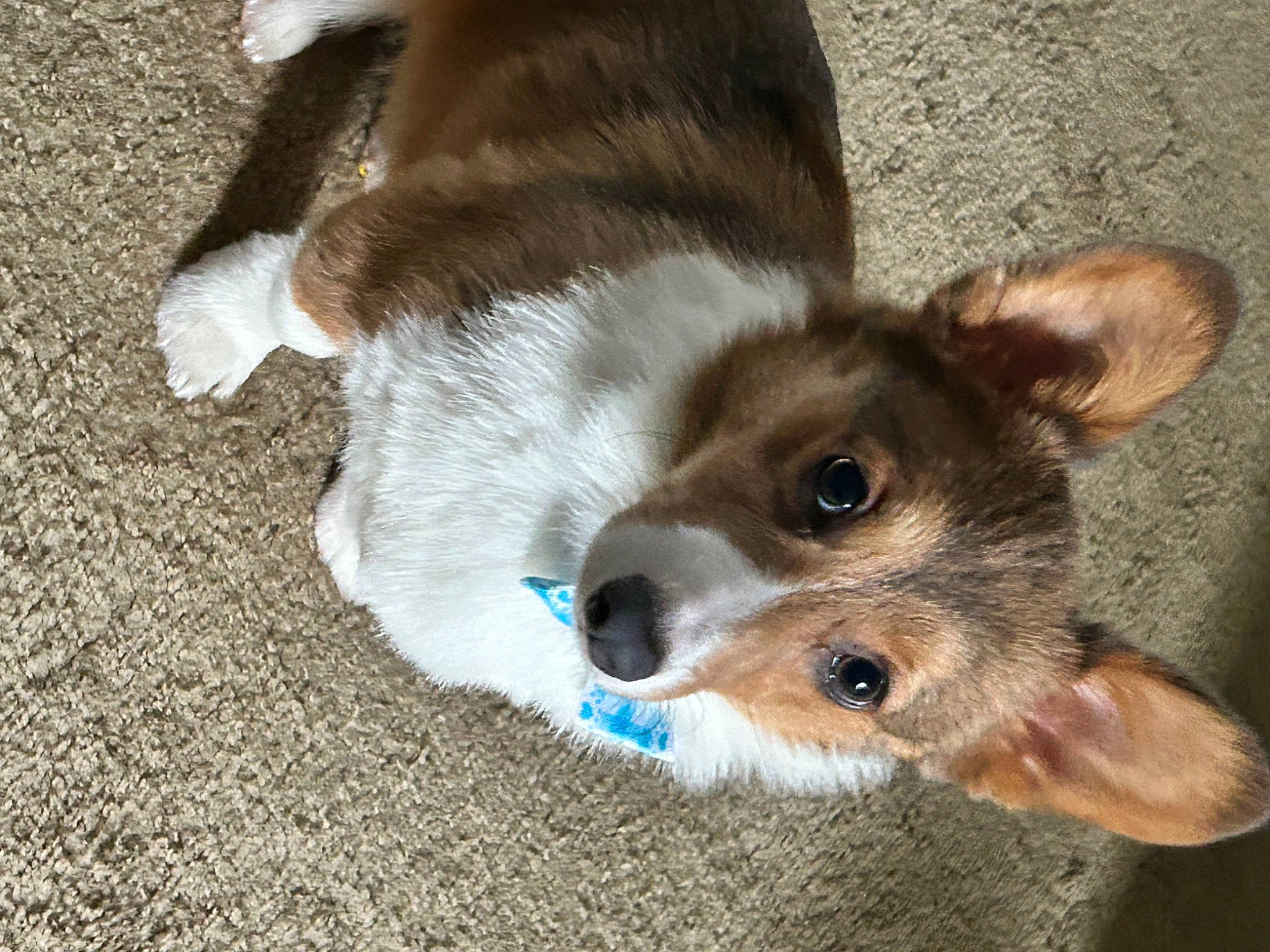Milo joined the competition — help win amazing prizes! canidae, carnivore, comfort, companion_dog, dog, dog_breed, ear, fawn, fur, irishjacks, non_sporting_group, paw, puppy, snout, sporting_group, terrestrial_animal, toy_dog, whiskers, working_animal