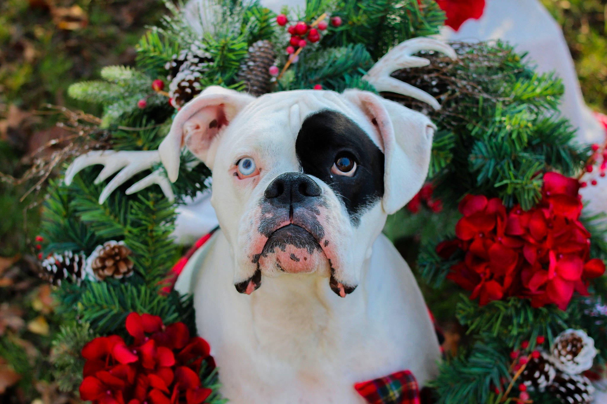 Loki joined the competition — help win amazing prizes! annual_plant, botany, boxer, carnivore, collar, companion_dog, dog, dog_breed, event, fawn, flower, garden, grass, groundcover, petal, plant, snout, sporting_group, window, working_animal