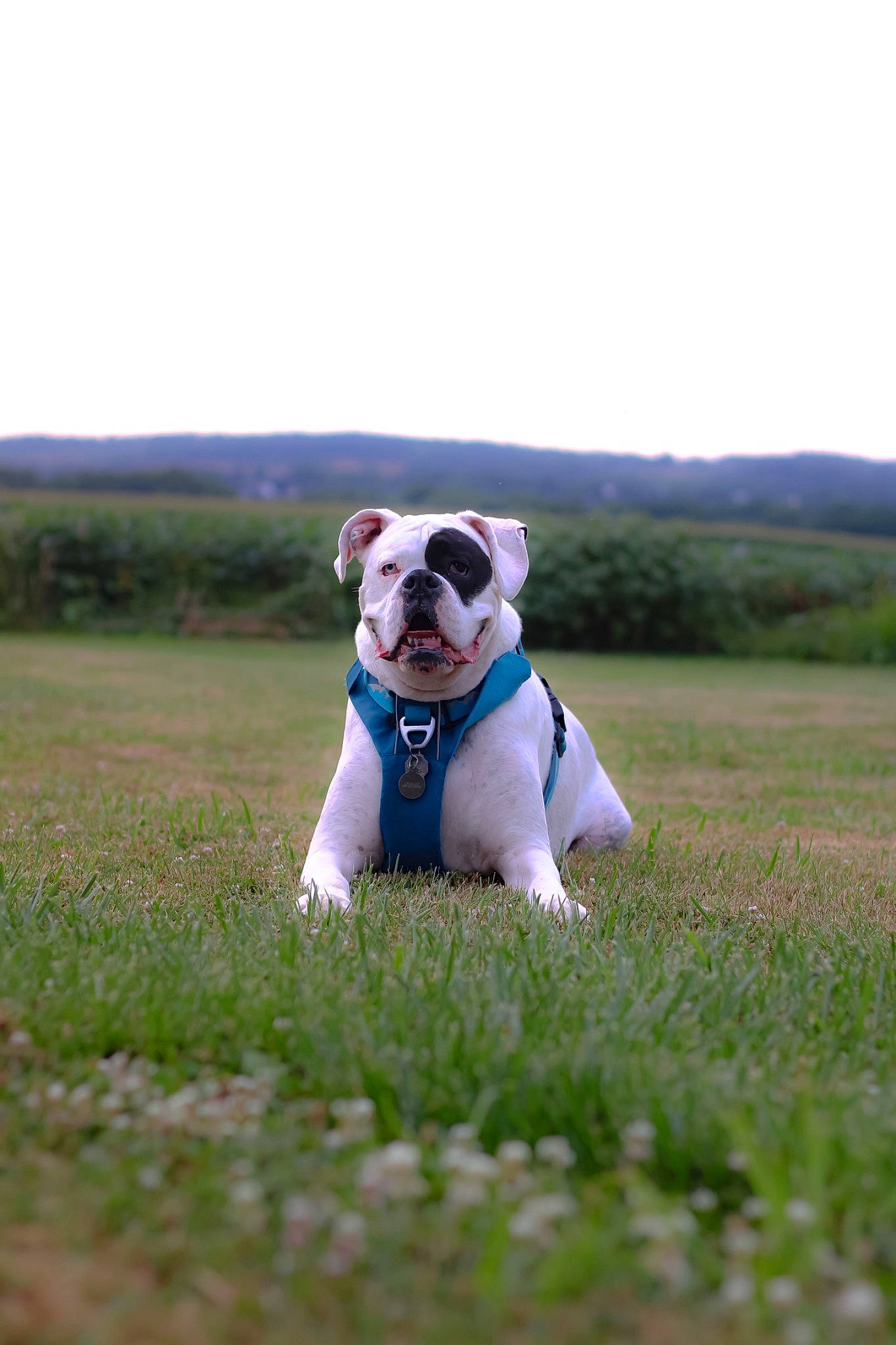 Loki joined the competition — help win amazing prizes! boston_terrier, bulldog, canidae, carnivore, companion_dog, dog, dog_breed, fawn, grass, grassland, happy, landscape, meadow, plant, prairie, sky, sporting_group, sunglasses, toy, working_animal