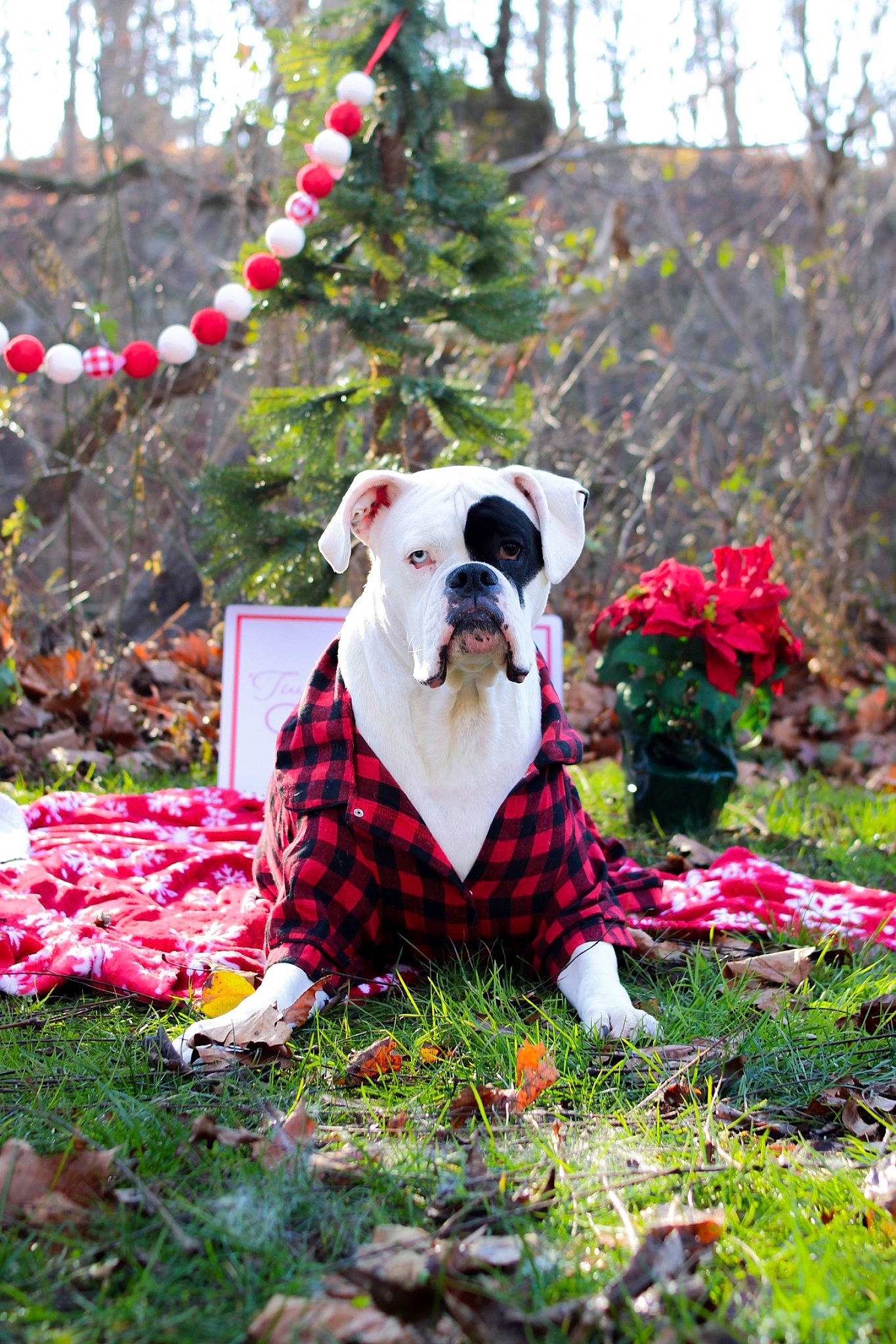 Loki is registered to the contest to win money with this photo: annual_plant, botany, christmas_ornament, event, fawn, flower, garden, grass, groundcover, landscape, lawn, lawn_ornament, meadow, people_in_nature, petal, plant, shrub, terrestrial_animal, toy, tree