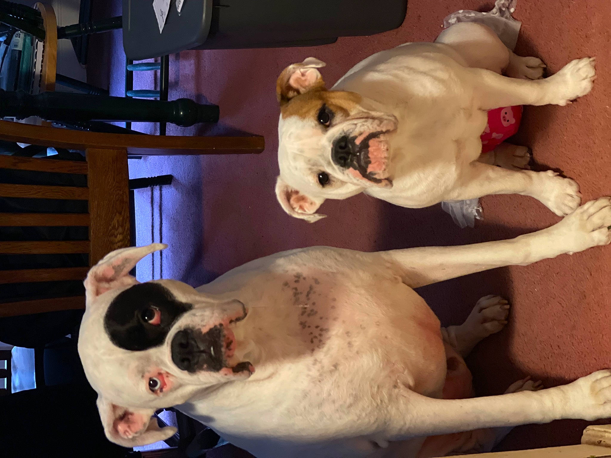 Tonks is registered to the contest to win money with this photo: art, canidae, carnivore, collar, comfort, companion_dog, dog, dog_breed, fang, fawn, jaw, mammal, metal, paw, pet_supply, sculpture, snout, sporting_group, tail, working_animal