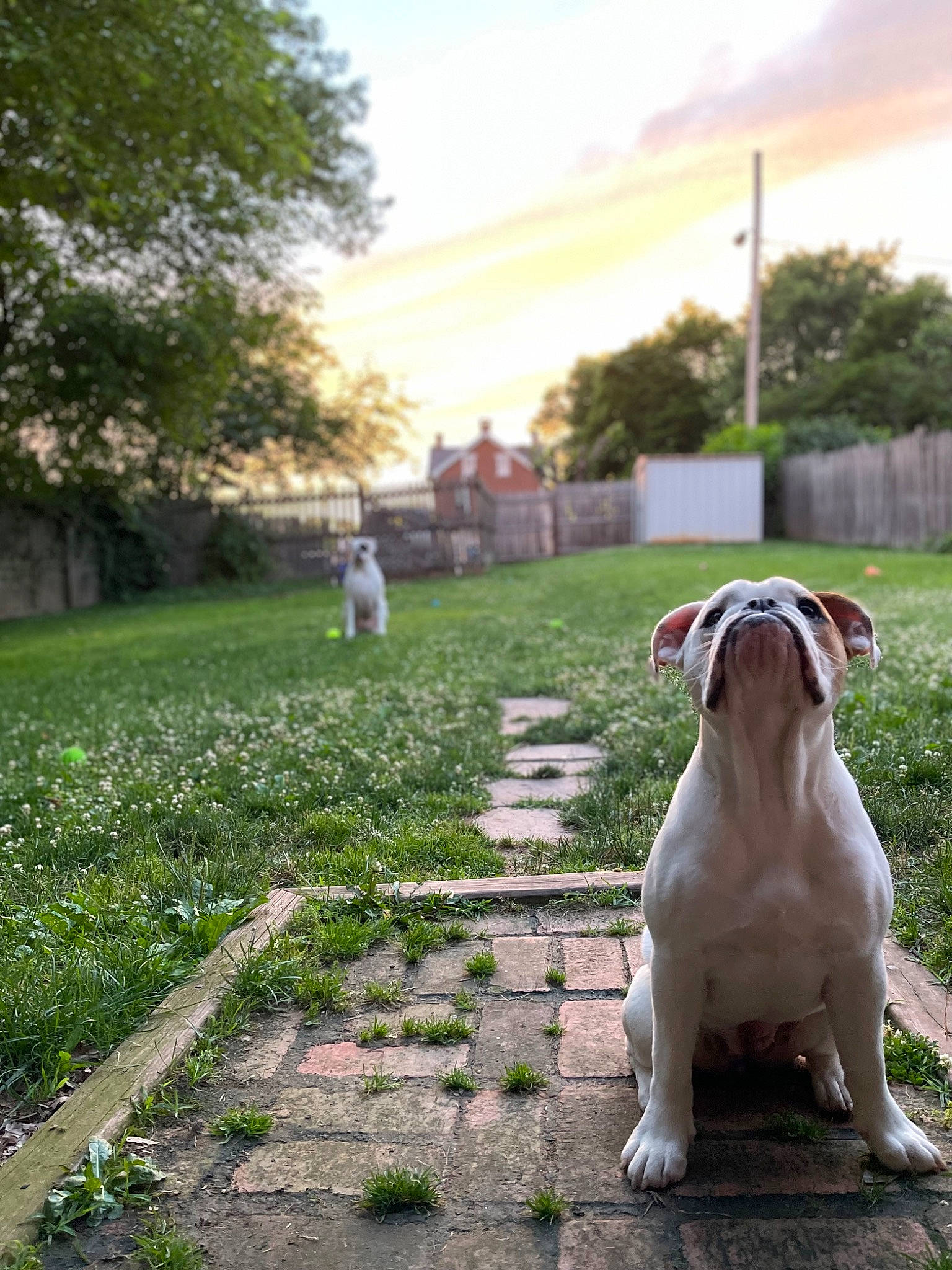 Tonks is registered to the contest to win money with this photo: carnivore, cloud, collar, companion_dog, dog, dog_breed, dog_collar, fawn, grass, landscape, lawn, leash, plant, road, sidewalk, sky, sunlight, tail, tree, working_animal