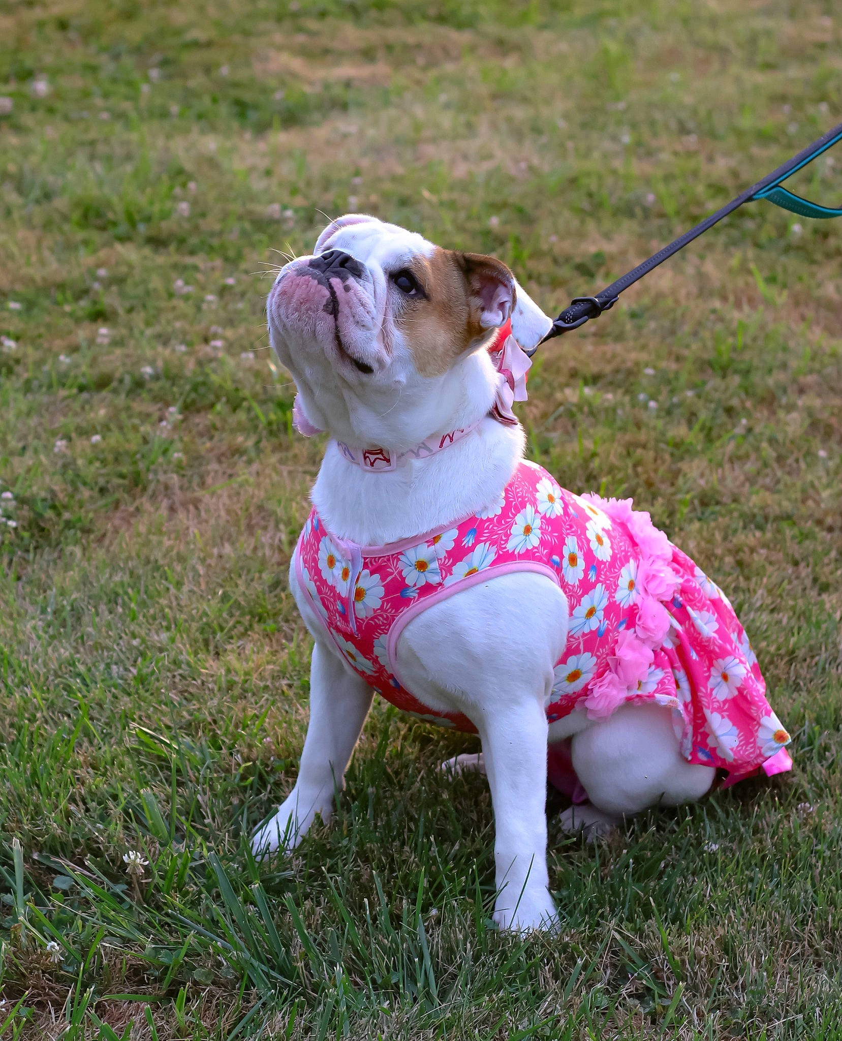 Tonks joined the competition — help win amazing prizes! bulldog, canidae, carnivore, collar, companion_dog, dog, dog_breed, dog_clothes, dog_collar, dog_supply, fawn, grass, leash, pet_supply, plant, snout, sporting_group, toy_dog, working_animal, wrinkle