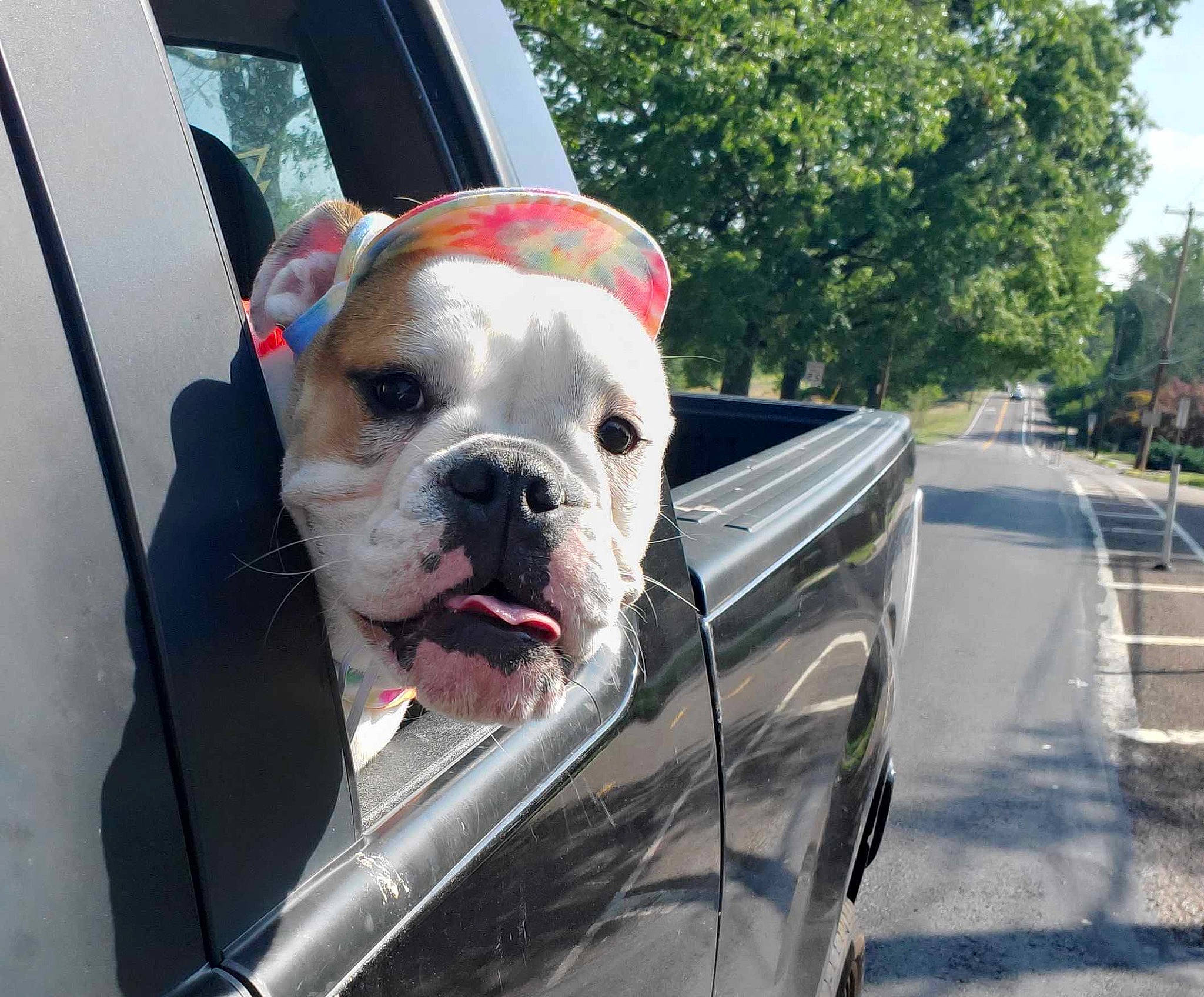 Tonks is registered to the contest to win money with this photo: automotive_lighting, automotive_mirror, carnivore, collar, companion_dog, dog, dog_breed, dog_collar, dog_supply, fawn, hood, pet_supply, plant, sky, snout, sporting_group, tree, vehicle, wheel, working_animal
