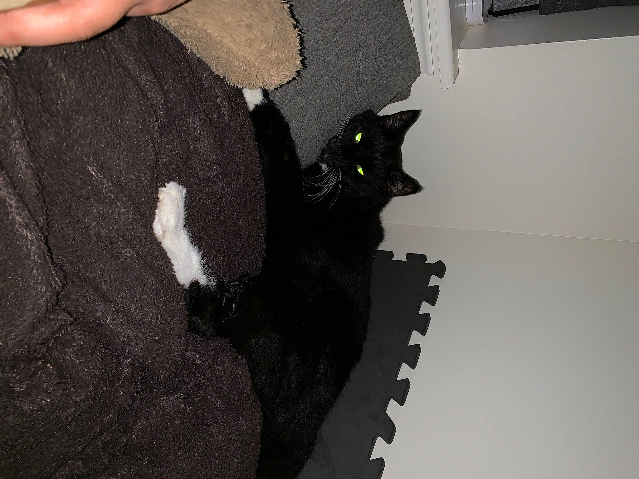 Puma is registered to the contest to win money with this photo: black_cat, carnivore, cat, domestic_short_haired_cat, felidae, flooring, fur, gesture, hand, human_leg, pattern, shadow, small_to_medium_sized_cats, snout, stairs, tail, thigh, tree, whiskers, wood