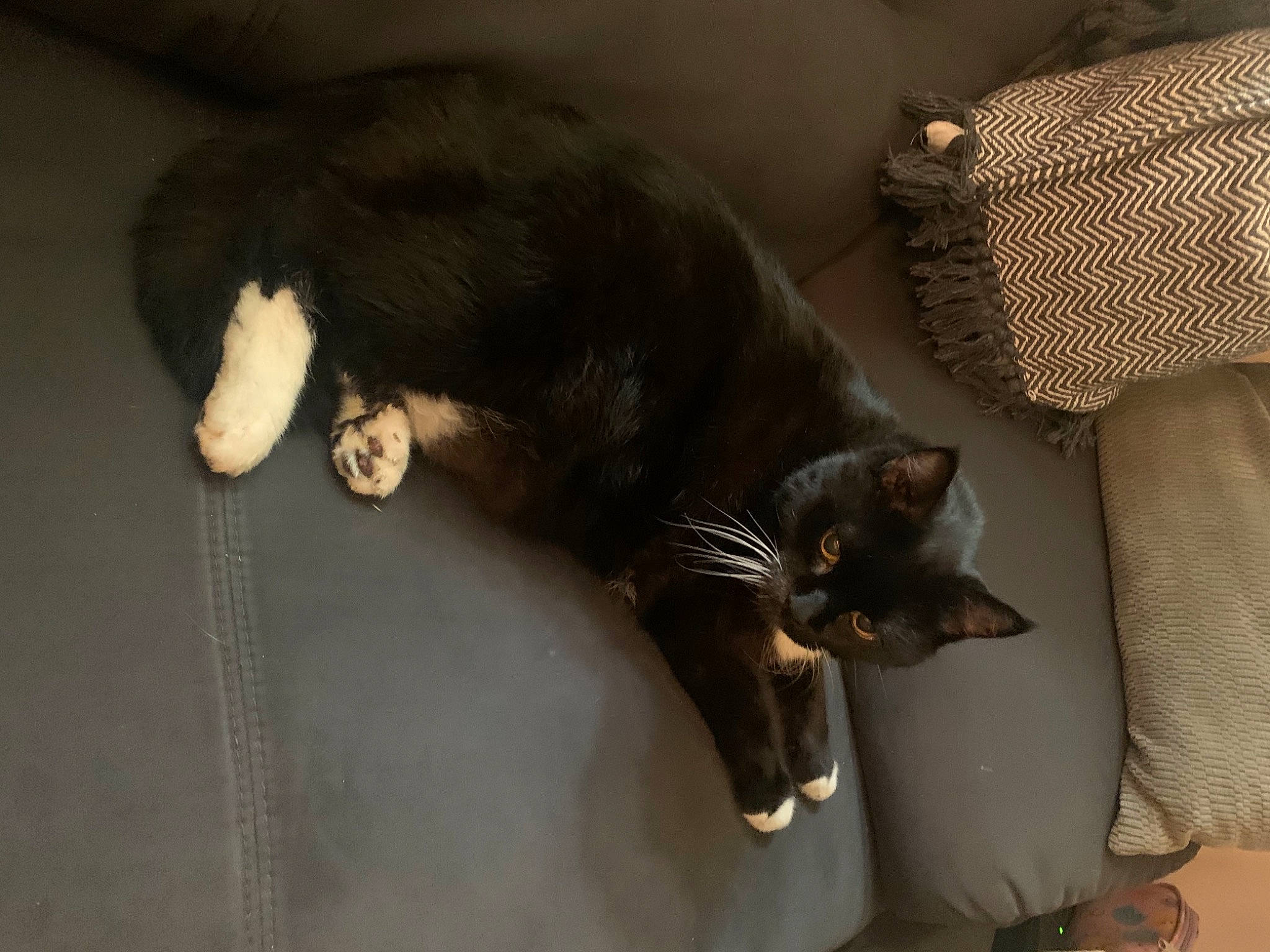 Puma is registered to the contest to win money with this photo: black_cat, bombay, canidae, carnivore, cat, cat_supply, claw, comfort, dog_breed, domestic_short_haired_cat, felidae, flooring, fur, paw, room, small_to_medium_sized_cats, snout, tail, terrestrial_animal, whiskers