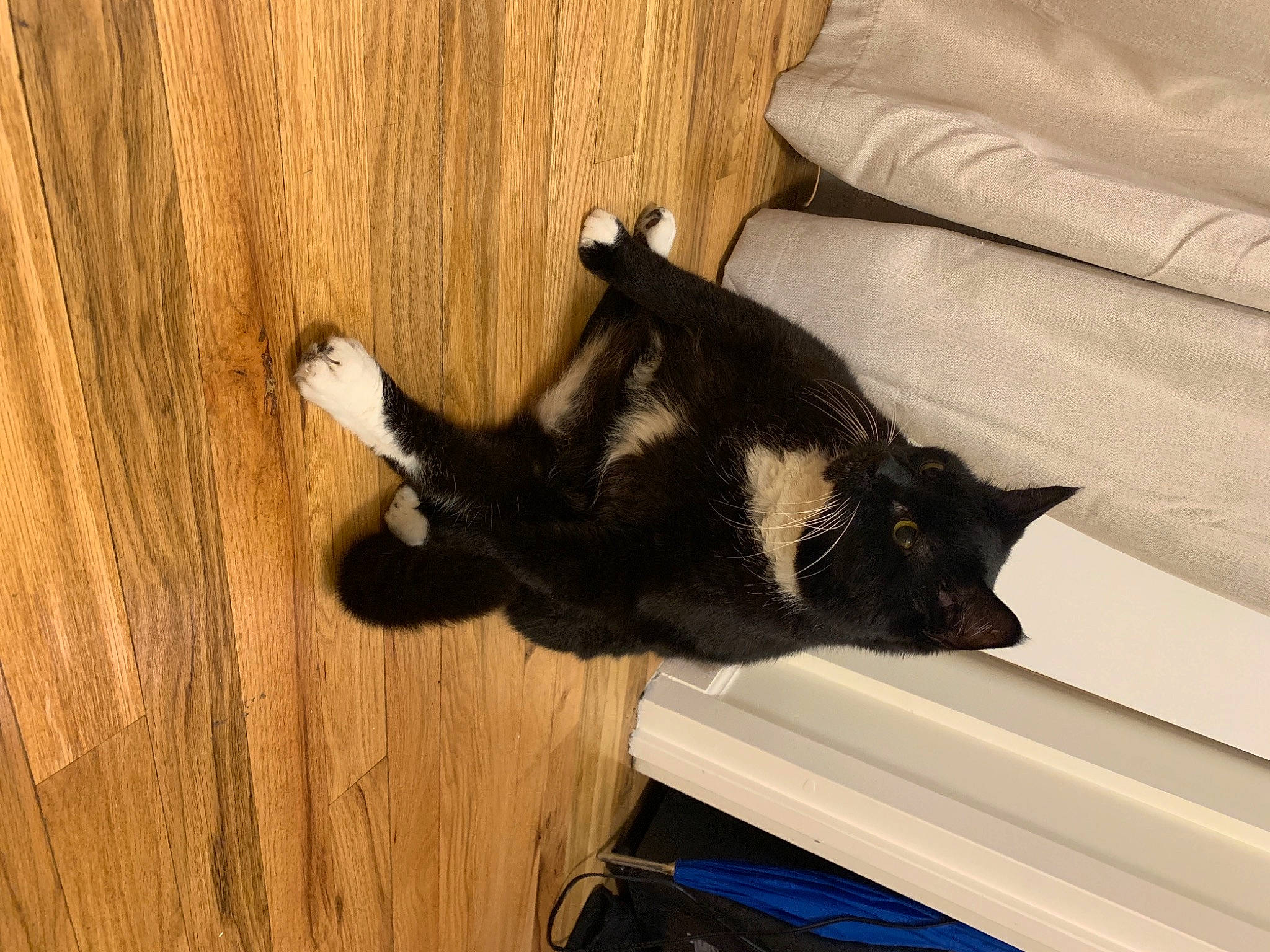 Puma joined the competition — help win amazing prizes! black_cat, carnivore, cat, claw, comfort, couch, dog_breed, domestic_short_haired_cat, felidae, flooring, fur, gesture, hardwood, plant, small_to_medium_sized_cats, snout, tail, whiskers, wood, wood_stain