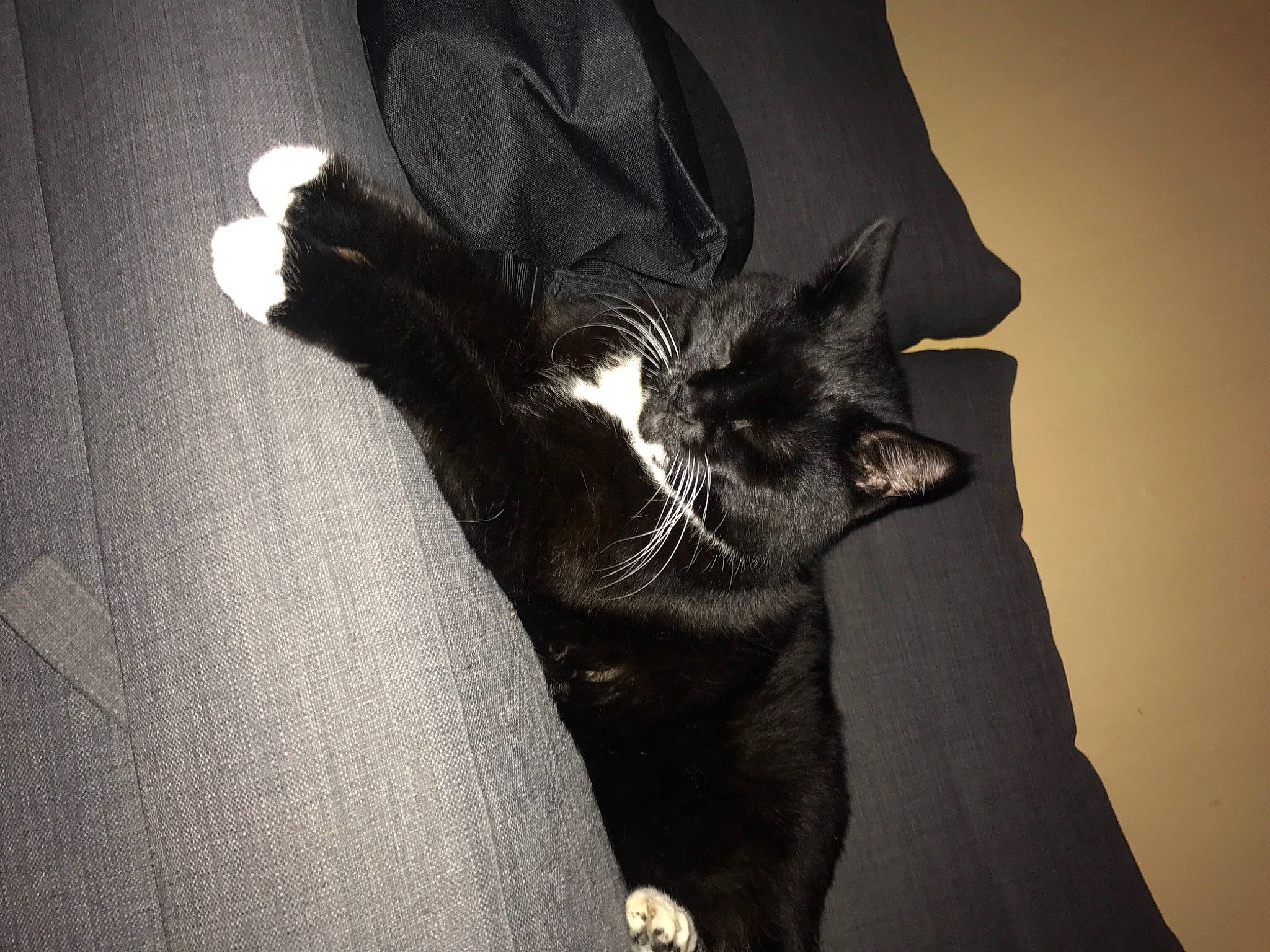 Puma joined the competition — help win amazing prizes! arm, carnivore, cat, comfort, darkness, felidae, flash_photography, foot, formal_wear, fur, gesture, glove, grey, human_body, human_leg, small_to_medium_sized_cats, tail, thigh, tints_and_shades, whiskers