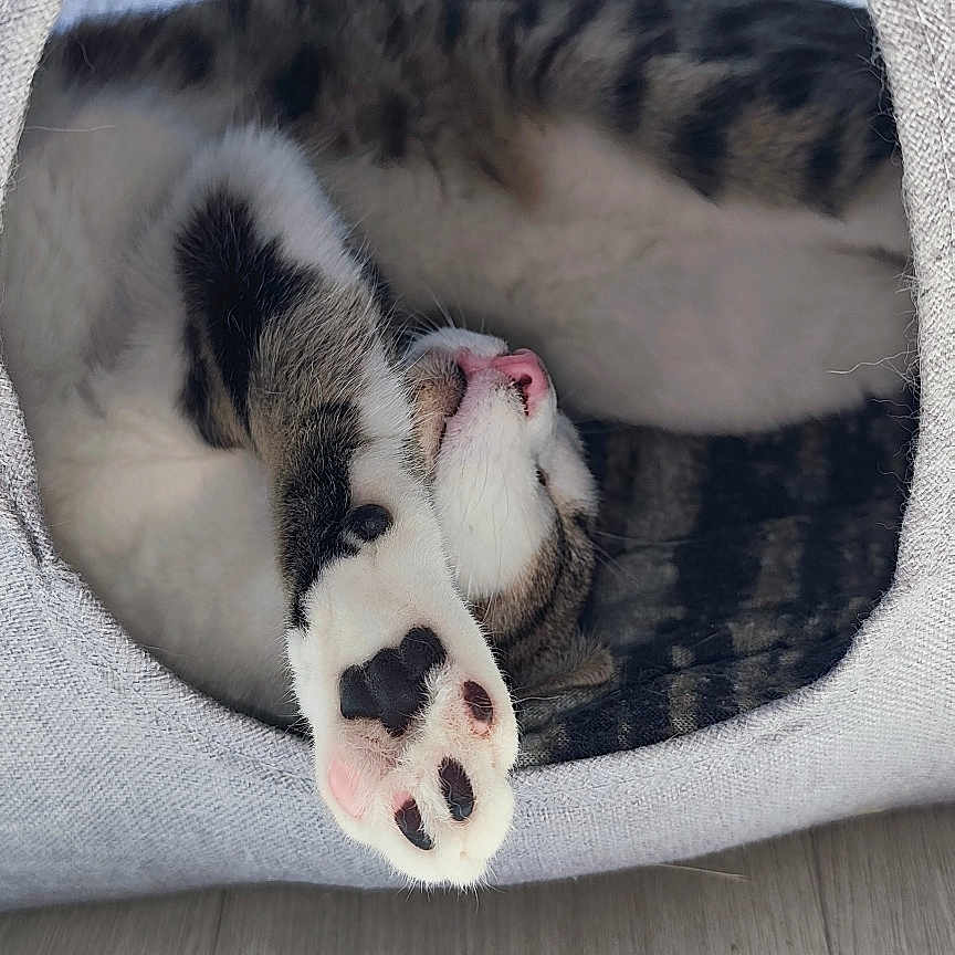 Marley participe au concours pour gagner de l'argent avec cette photo : abyssinian, animal, armchair, blanket, canine, cat, couch, cushion, den, electronics, furniture, hardware, homedecor, indoors, interiordesign, kitten, manx, person, pet, sleeping