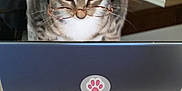 Lua And Tulipa joined the competition — help win amazing prizes! animal, cat, computer, curtains, cute, desk, feline, focused, funny, glasses, home_office, indoor, laptop, papers, paw_sticker, pet, reading, tabby_cat, technology, work