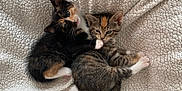 Lua And Tulipa is registered to the contest to win money with this photo: animal, blanket, calico, cat, companions, cozy, cuddle, cute, feline, fur, indoor, kitten, paw, pet, playful, resting, striped, texture, two, young