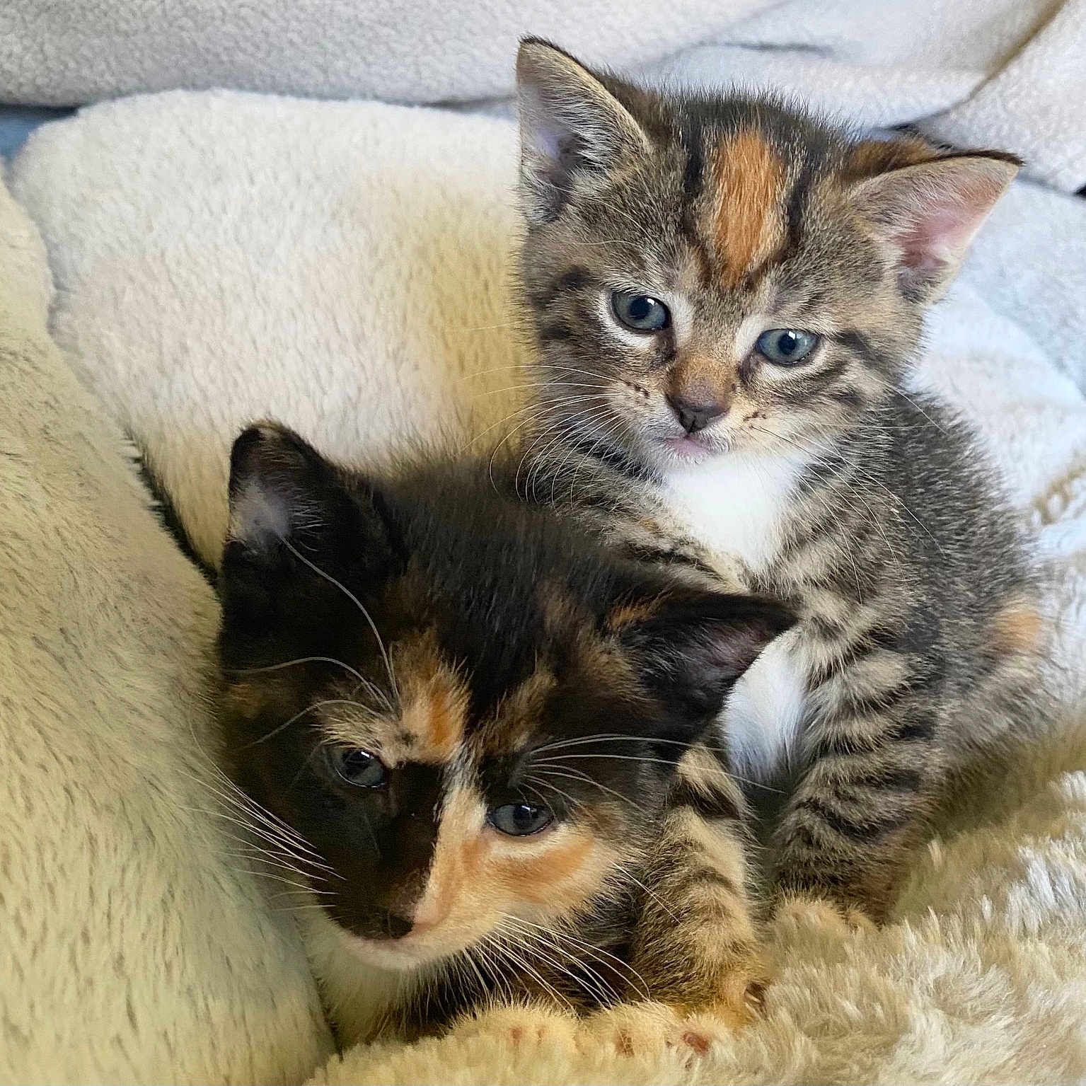Lua And Tulipa joined the competition — help win amazing prizes! animal, blue_eyes, calico_cat, cat, close_up, companion, cozy, cute, ears, fluffy_blanket, fur, indoor, kitten, pets, resting, snuggling, soft_texture, tabby_cat, whiskers, young_animal
