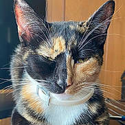 Lua And Tulipa joined the competition — help win amazing prizes! animal, calico_cat, cat, close_up, collar, decorative_box, domestic_cat, ears, face, feline, fur, indoor, painting, paws, pet, relaxed, resting, snowflake_pattern, whiskers, wooden_paneling