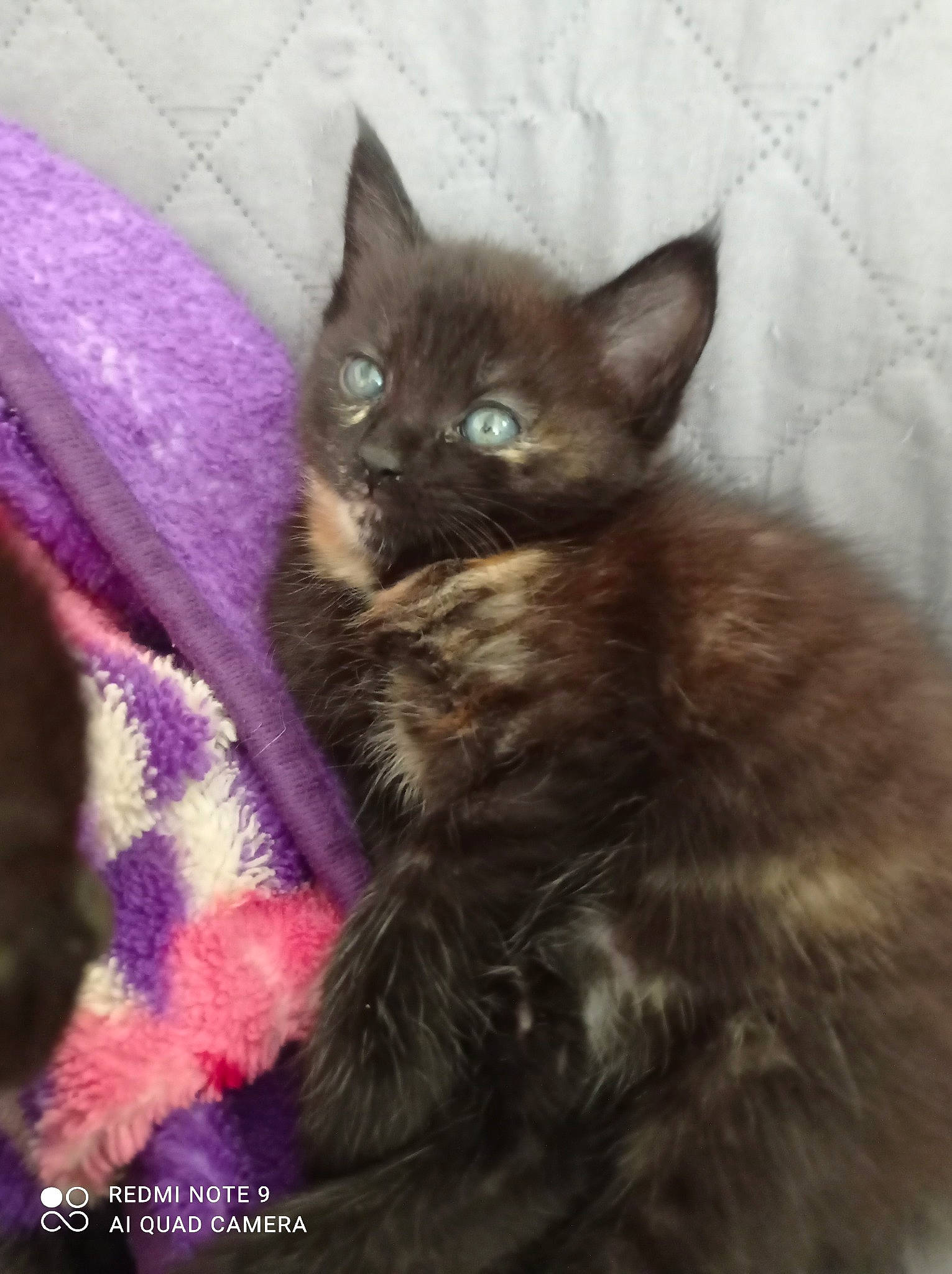 Bulma a rejoint le concours — aidez-le/la à gagner de superbes lots ! black_cat, carnivore, cat, cat_furniture, cat_supply, claw, comfort, domestic_short_haired_cat, fawn, felidae, fur, iris, magenta, paw, pet_supply, small_to_medium_sized_cats, snout, tail, terrestrial_animal, whiskers