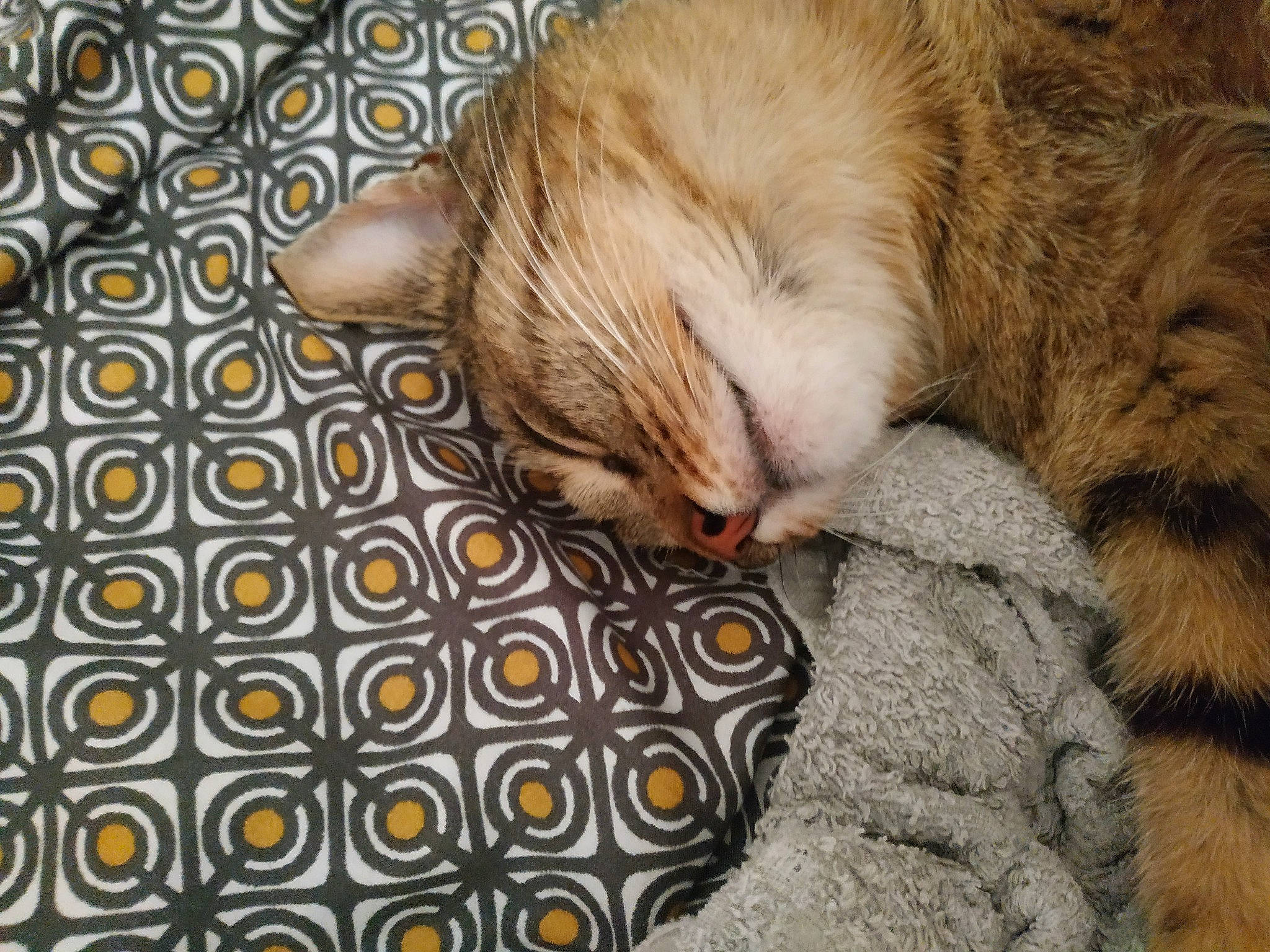 Zina participe au concours pour gagner de l'argent avec cette photo : carnivore, cat, claw, comfort, domestic_short_haired_cat, fawn, felidae, flooring, fur, grey, linens, nap, pattern, paw, small_to_medium_sized_cats, snout, tail, textile, whiskers, wildlife