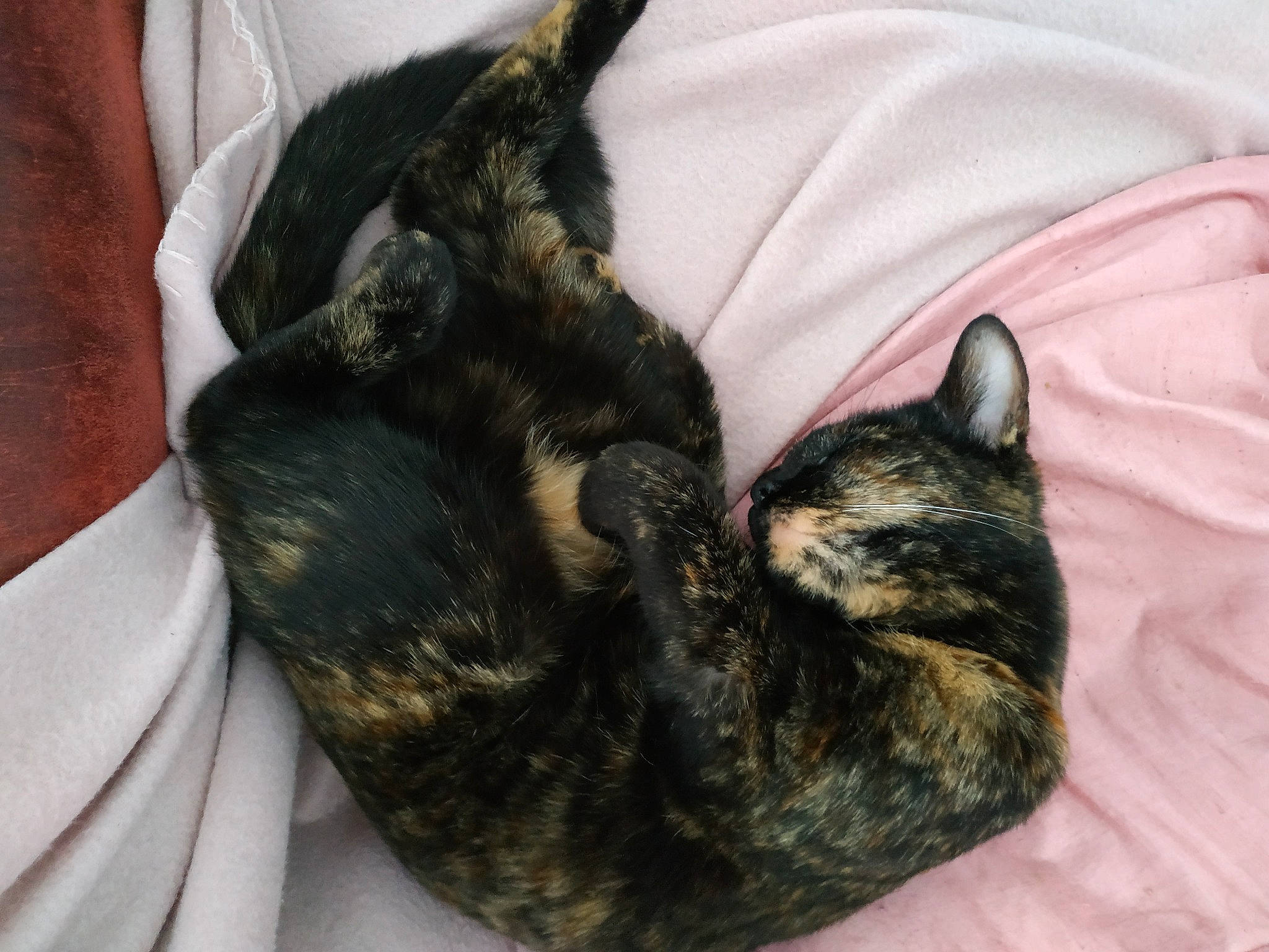 Savanah participe au concours pour gagner de l'argent avec cette photo : bed, black_cat, carnivore, cat, claw, comfort, dog_breed, domestic_short_haired_cat, ear, felidae, fur, gesture, linens, nap, paw, small_to_medium_sized_cats, snout, tail, terrestrial_animal, whiskers