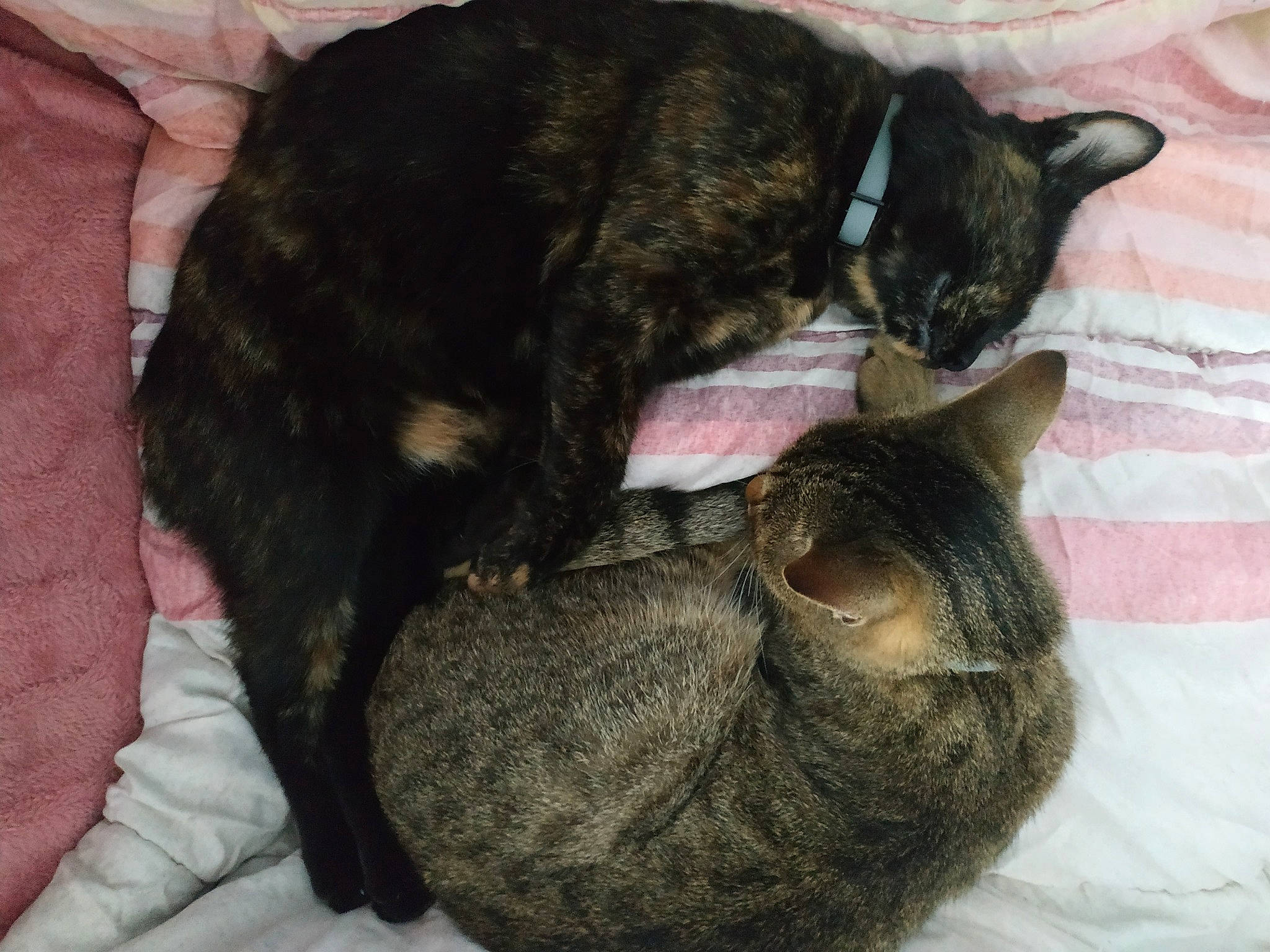 Savanah a rejoint le concours — aidez-le/la à gagner de superbes lots ! black_cat, carnivore, cat, claw, comfort, dog_breed, domestic_short_haired_cat, ear, felidae, fur, nap, paw, sleep, small_to_medium_sized_cats, snout, tail, terrestrial_animal, whiskers