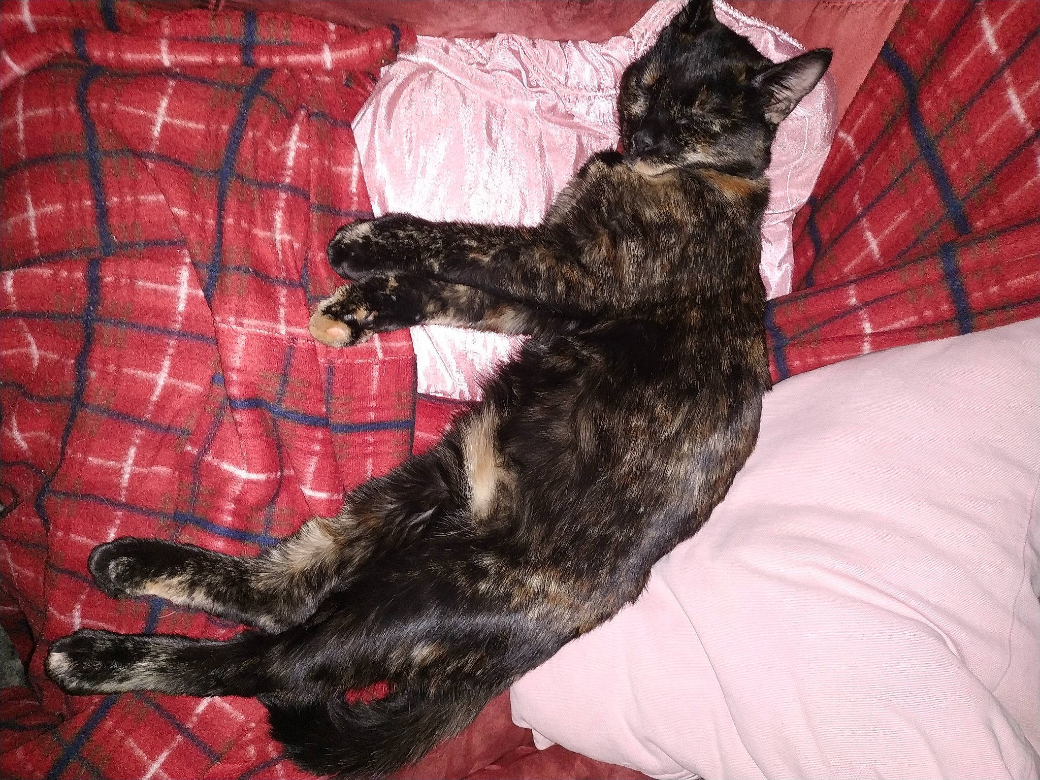 Savanah a rejoint le concours — aidez-le/la à gagner de superbes lots ! black_cat, canidae, carnivore, cat, claw, comfort, dog_breed, domestic_short_haired_cat, fawn, felidae, foot, fur, pattern, paw, small_to_medium_sized_cats, snout, sporting_group, tail, terrestrial_animal, whiskers