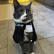 Scout is registered to the contest to win money with this photo: cat, glasses, costume, tuxedo_cat, bow_tie, pet, indoor, floor, tile_floor, gray_cat, white_paws, whiskers, ears, eyes, face, cute, domestic_cat, kitten, funny, animal