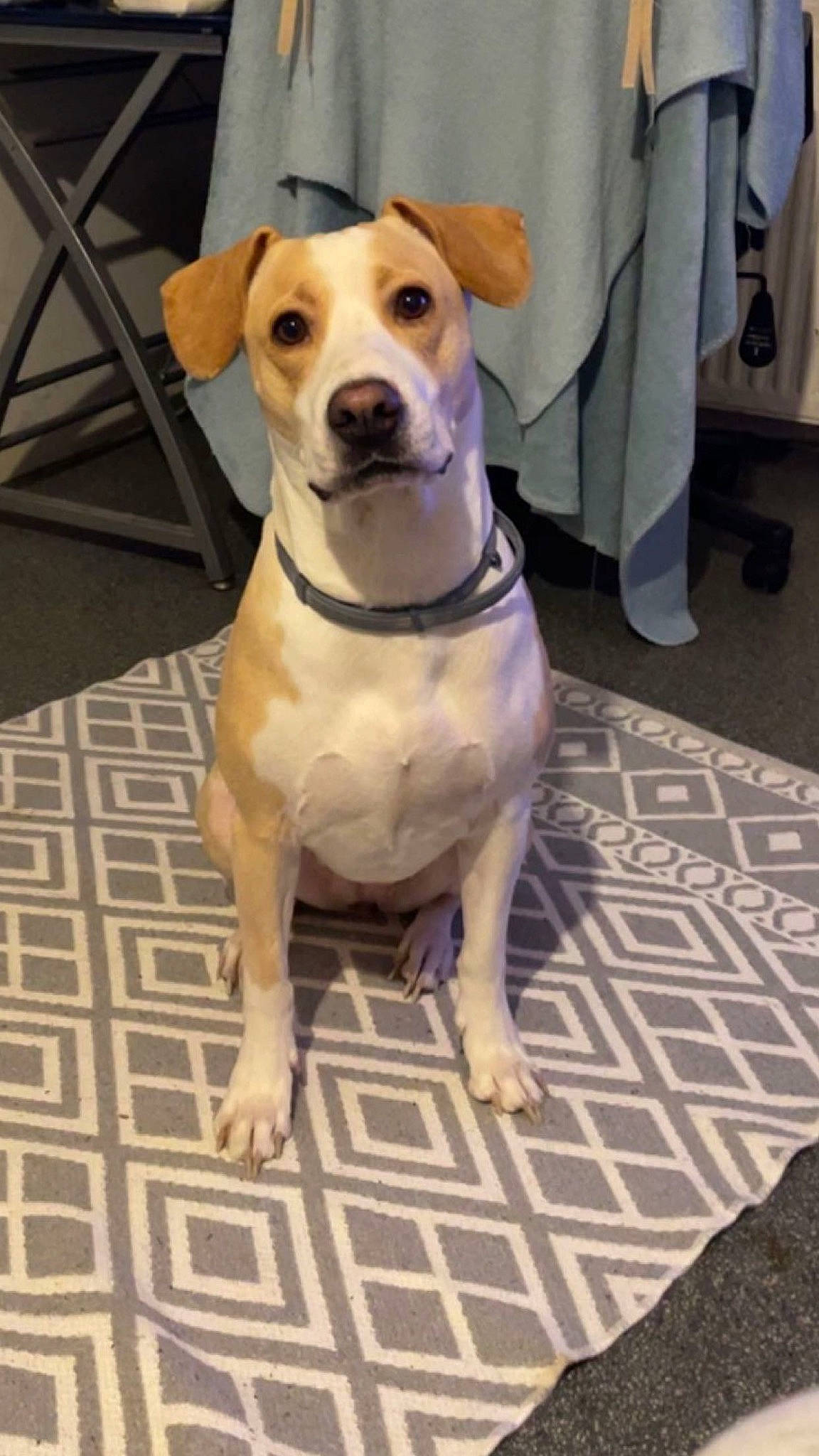 Shelsy participe au concours pour gagner de l'argent avec cette photo : carnivore, chair, collar, companion_dog, dog, dog_breed, dog_clothes, dog_collar, dog_supply, fawn, flooring, head, hound, paw, pet_supply, snout, tail, whiskers, wood, working_animal