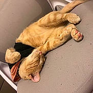 Nugget is registered to the contest to win money with this photo: animal, black, cat, chair, cozy, cute, domestic, fur, furniture, ginger_cat, hoodie, indoor, nap, orange, paw, pet, relaxed, resting, sleeping, whiskers