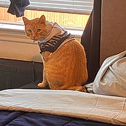 Nugget joined the competition — help win amazing prizes! cat, orange_cat, hoodie, bed, window, blinds, indoor, pet, feline, curious, cozy, sitting, looking_back, blanket, pillow, furniture, domestic, animal, cute, resting