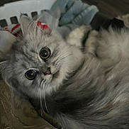 Taylor joined the competition — help win amazing prizes! cat, gray_cat, fluffy, long_hair, pet, animal, feline, closeup, portrait, large_eyes, tongue, whiskers, ears, fur, lying_down, cozy, blanket, laundry_basket, indoors, bedroom