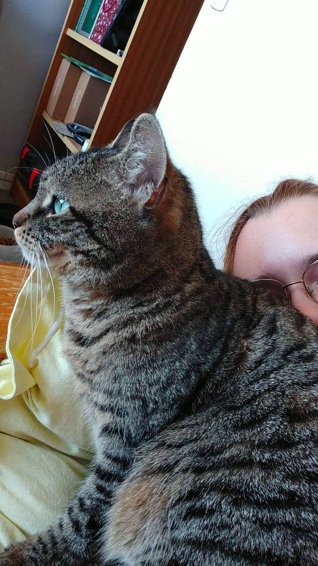 Fleur participe au concours pour gagner de l'argent avec cette photo : cabinetry, carnivore, cat, comfort, cupboard, domestic_short_haired_cat, drawer, felidae, fur, grey, sitting, small_to_medium_sized_cats, snout, terrestrial_animal, whiskers, window