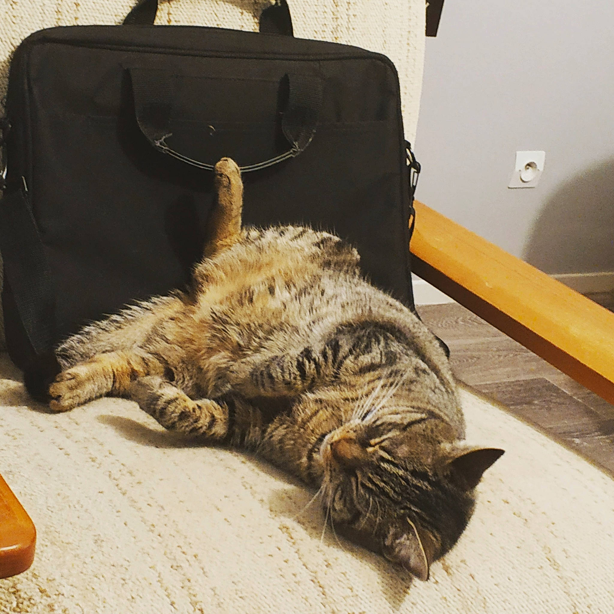 Fleur a rejoint le concours — aidez-le/la à gagner de superbes lots ! bag, bedding, carnivore, cat, comfort, domestic_short_haired_cat, felidae, flooring, fur, linens, luggage_and_bags, mammal, paw, room, small_to_medium_sized_cats, snout, tail, terrestrial_animal, whiskers, wood