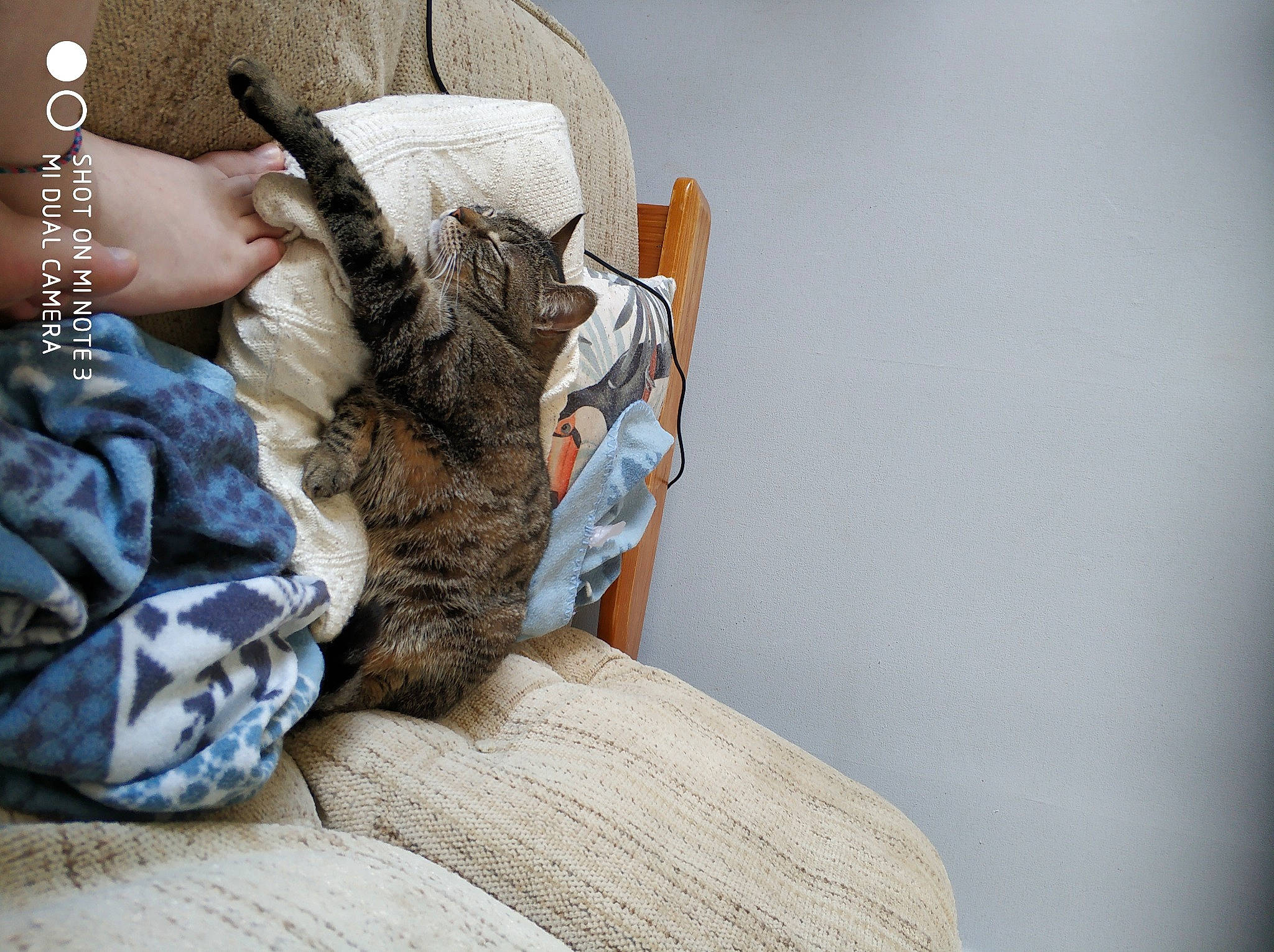 Fleur participe au concours pour gagner de l'argent avec cette photo : bed, bedding, bracelet, comfort, denim, dress, fashion_accessory, felidae, fur, hat, headpiece, human_leg, jewellery, linens, pattern, sitting, toy, wood, wool, wrist