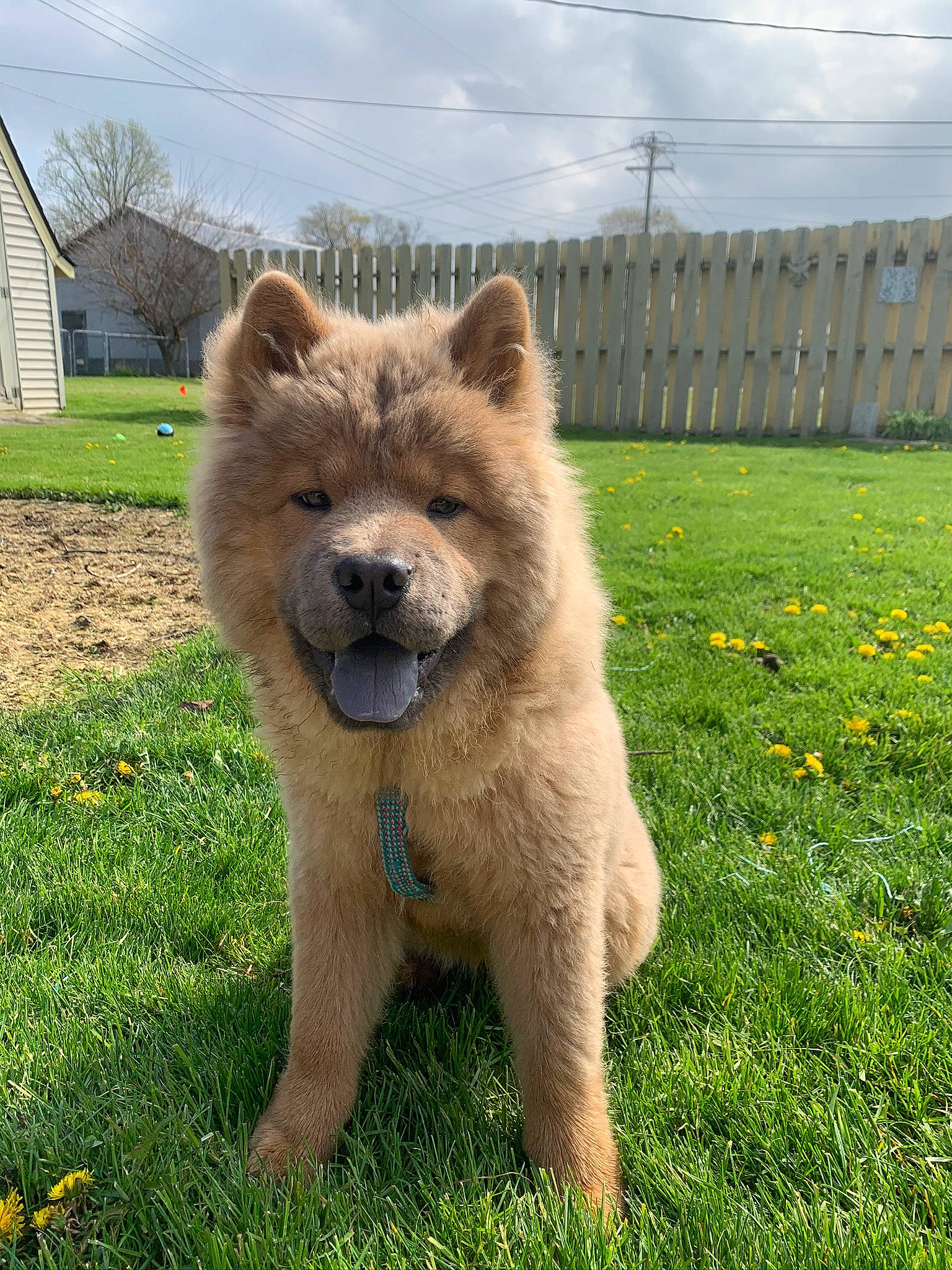 Theo joined the competition — help win amazing prizes! ancient_dog_breeds, canidae, carnivore, chow_chow, companion_dog, dog, dog_breed, eurasier, fawn, grass, mammal, non_sporting_group, sporting_group, vertebrate