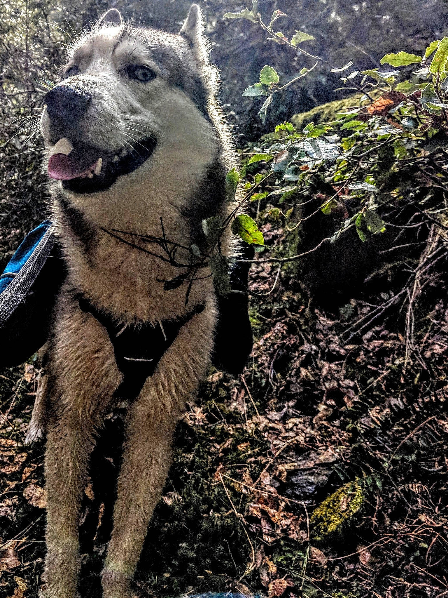 Mirza joined the competition — help win amazing prizes! canidae, carnivore, czechoslovakian_wolfdog, dog, dog_breed, fur, greenland_dog, mammal, native_american_indian_dog, northern_inuit_dog, saarloos_wolfdog, seppala_siberian_sleddog, soil, sporting_group, tree, vertebrate, wolfdog