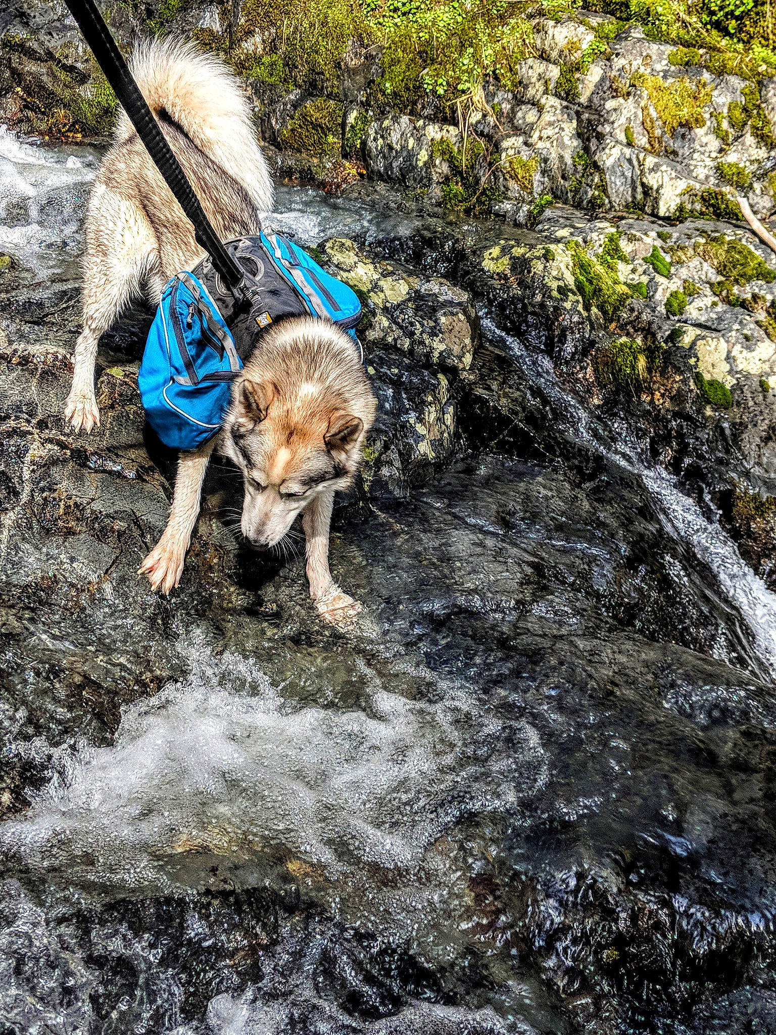 Mirza joined the competition — help win amazing prizes! adventure, canidae, carnivore, dog, dog_hiking, dog_walking, fawn, labradoodle, leash, play, sporting_group, stream, tail, walking