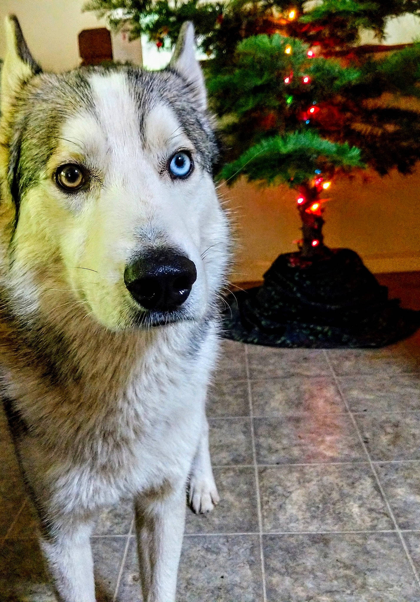 Mirza joined the competition — help win amazing prizes! alaskan_malamute, canadian_eskimo_dog, canidae, carnivore, dog, dog_breed, east_siberian_laika, mammal, native_american_indian_dog, northern_inuit_dog, saarloos_wolfdog, sakhalin_husky, seppala_siberian_sleddog, siberian_husky, sled_dog, snout, tamaskan_dog, vertebrate, west_siberian_laika, wolfdog