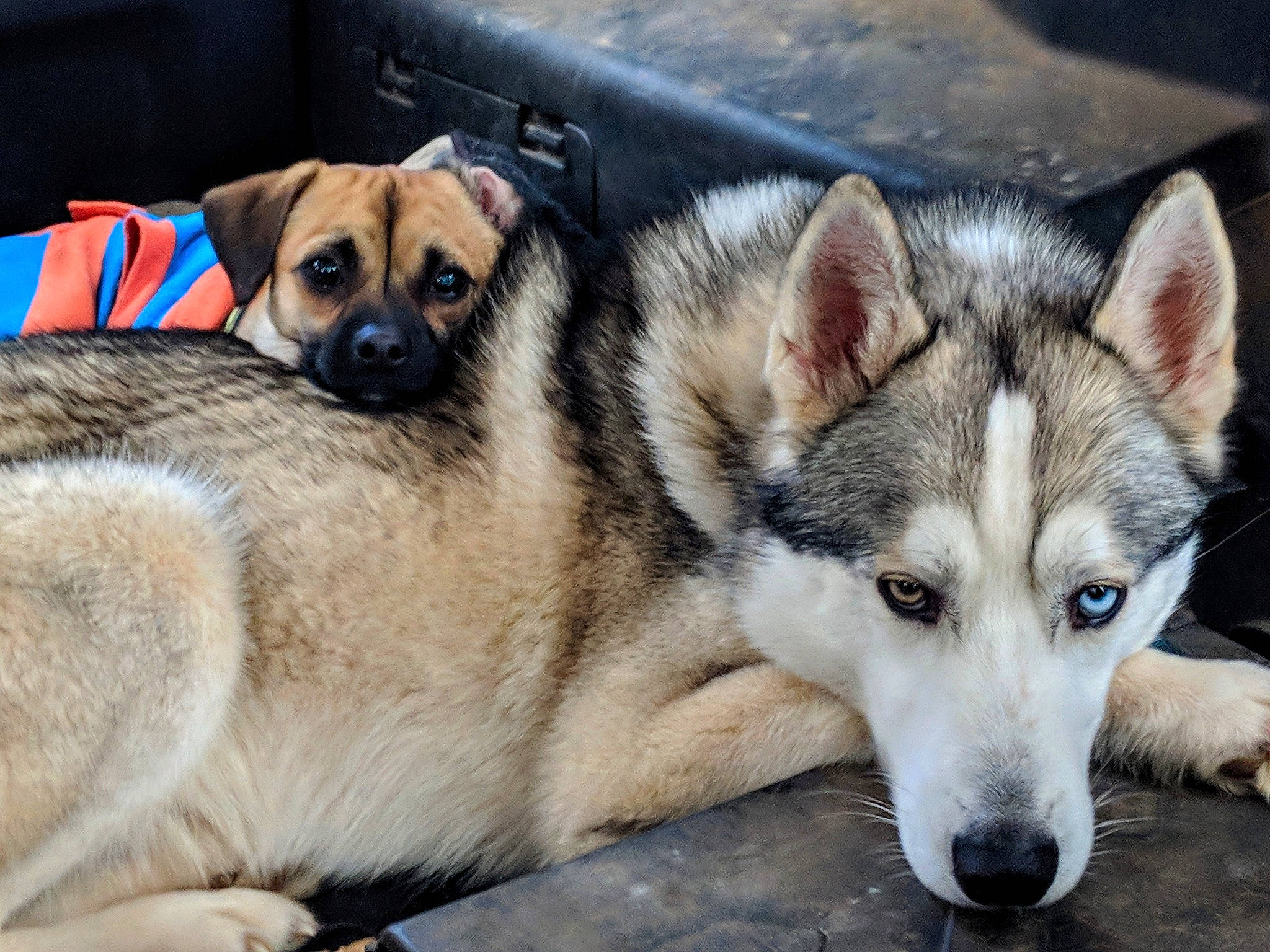 Hugo joined the competition — help win amazing prizes! canidae, carnivore, czechoslovakian_wolfdog, dog, dog_breed, east_siberian_laika, greenland_dog, jamthund, labrador_husky, mammal, native_american_indian_dog, northern_inuit_dog, norwegian_elkhound, saarloos_wolfdog, siberian_husky, sled_dog, snout, tamaskan_dog, vertebrate, wolfdog