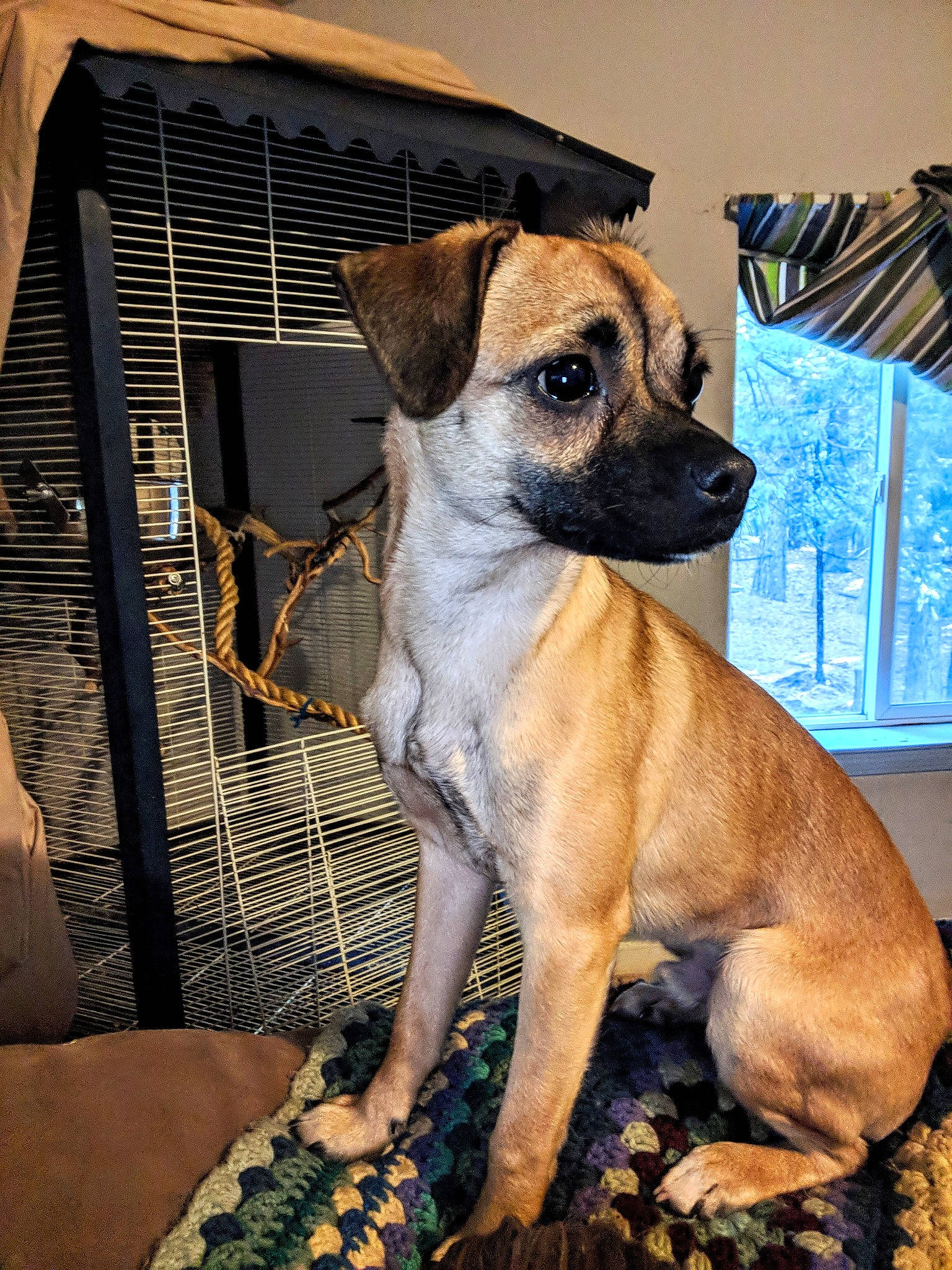 Hugo is registered to the contest to win money with this photo: black_mouth_cur, canidae, carlin_pinscher, carnivore, companion_dog, dog, dog_breed, fawn, mammal, puggle, puppy, rare_breed_dog, snout, sporting_group, vertebrate, whiskers