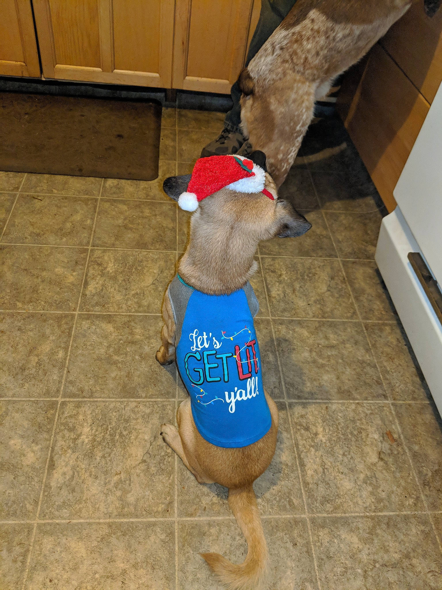 Hugo is registered to the contest to win money with this photo: canidae, dog, dog_breed, dog_clothes, dog_toy, fawn, floor, flooring, tail, tile