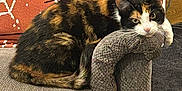 Skankers joined the competition — help win amazing prizes! armrest, blanket, calico, carpet, cat, couch, cozy, decor, feline, fur, gray, home, indoor, orange, pet, relaxed, resting, spiderweb_pattern, tail, whiskers