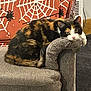 armrest, blanket, calico, carpet, cat, couch, cozy, decor, feline, fur, gray, home, indoor, orange, pet, relaxed, resting, spiderweb_pattern, tail, whiskers