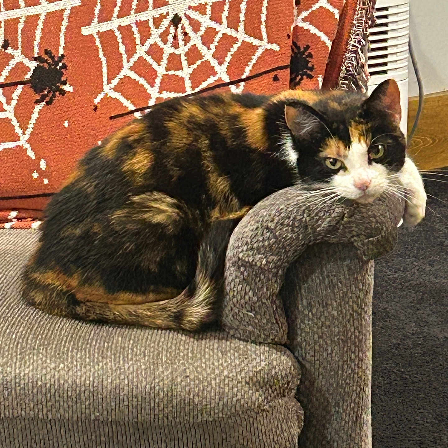 Skankers joined the competition — help win amazing prizes! armrest, blanket, calico, carpet, cat, couch, cozy, decor, feline, fur, gray, home, indoor, orange, pet, relaxed, resting, spiderweb_pattern, tail, whiskers