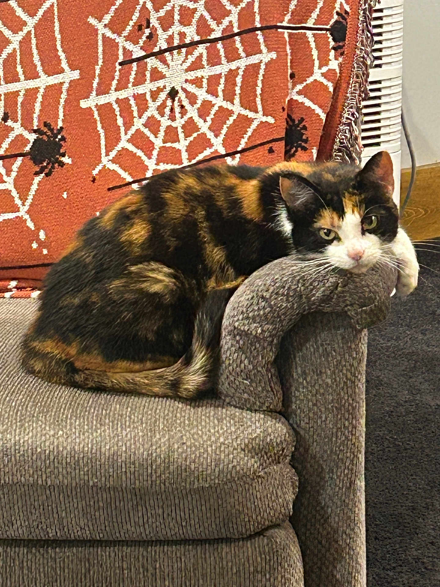 Skankers joined the competition — help win amazing prizes! armrest, blanket, calico, carpet, cat, couch, cozy, decor, feline, fur, gray, home, indoor, orange, pet, relaxed, resting, spiderweb_pattern, tail, whiskers