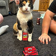 Skankers joined the competition — help win amazing prizes! animal, armchair, calico_cat, card_game, carpet, cat, couch, door, floor, furniture, game_night, hand, indoor, living_room, person, pet, playing_cards, relaxation, sock, uno_cards