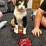animal, armchair, calico_cat, card_game, carpet, cat, couch, door, floor, furniture, game_night, hand, indoor, living_room, person, pet, playing_cards, relaxation, sock, uno_cards