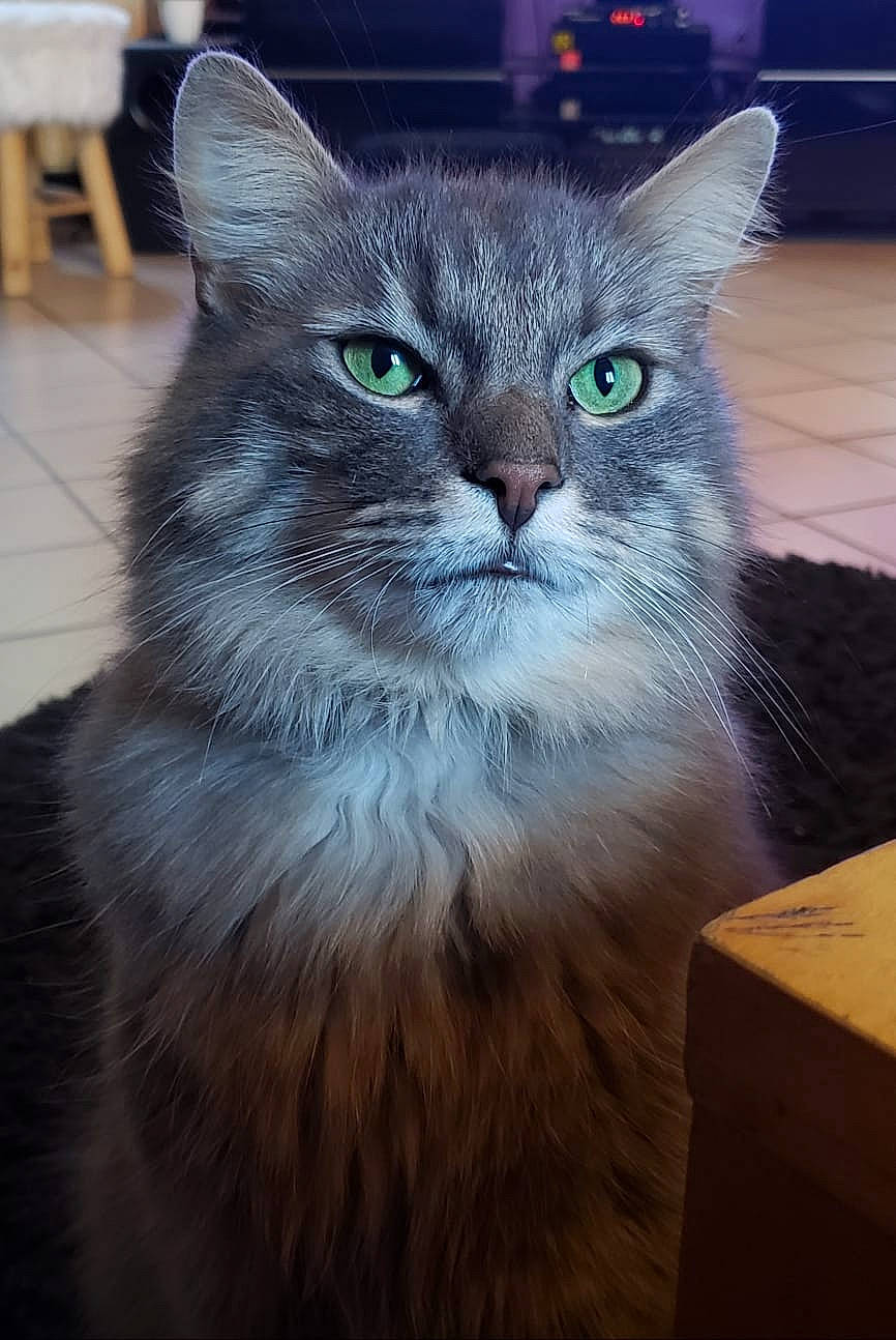 Loup participe au concours pour gagner de l'argent avec cette photo : asian, asian_semi_longhair, british_semi_longhair, carnivore, cat, domestic_long_haired_cat, domestic_short_haired_cat, felidae, fur, kitten, maine_coon, mammal, nebelung, norwegian_forest_cat, ragamuffin, siberian, small_to_medium_sized_cats, snout, vertebrate, whiskers