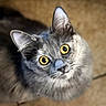 cat, gray_cat, yellow_eyes, fluffy_fur, pet, animal, indoor, closeup, curious, looking_up, whiskers, ears, feline, portrait, domestic_cat, soft_light, cute, mammal, furry, background_blur