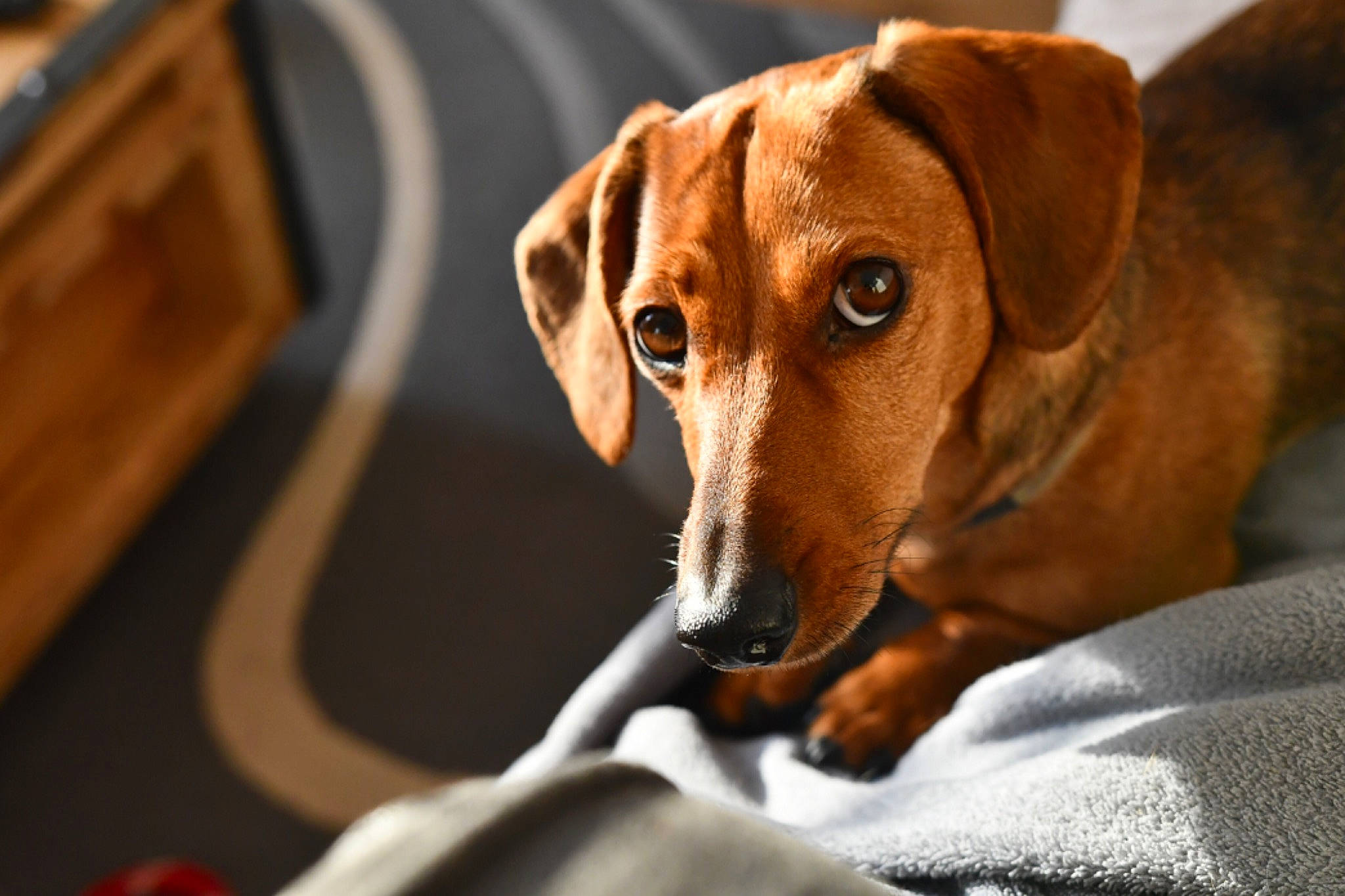 Jolia participe au concours pour gagner de l'argent avec cette photo : beagador, beagle, canidae, carnivore, companion_dog, dachshund, dog, dog_breed, drever, ear, fawn, harrier, mammal, rare_breed_dog, snout, vertebrate, whiskers