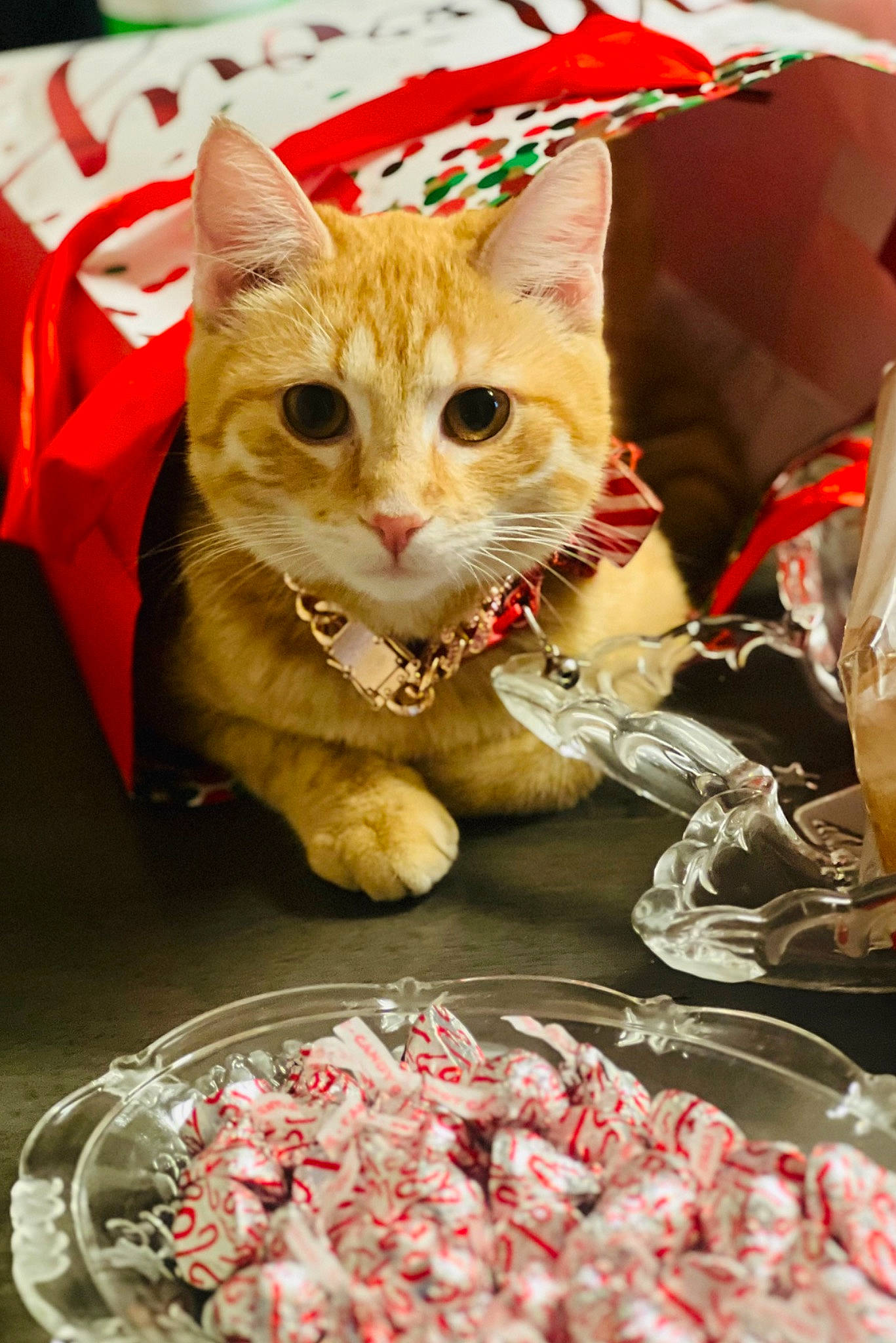 Zsa Zsa Darling is registered to the contest to win money with this photo: animal_fat, beef, carnivore, cat, cooking, cuisine, dish, domestic_short_haired_cat, event, fawn, felidae, flesh, food, ingredient, meat, pork, recipe, red_meat, small_to_medium_sized_cats, whiskers