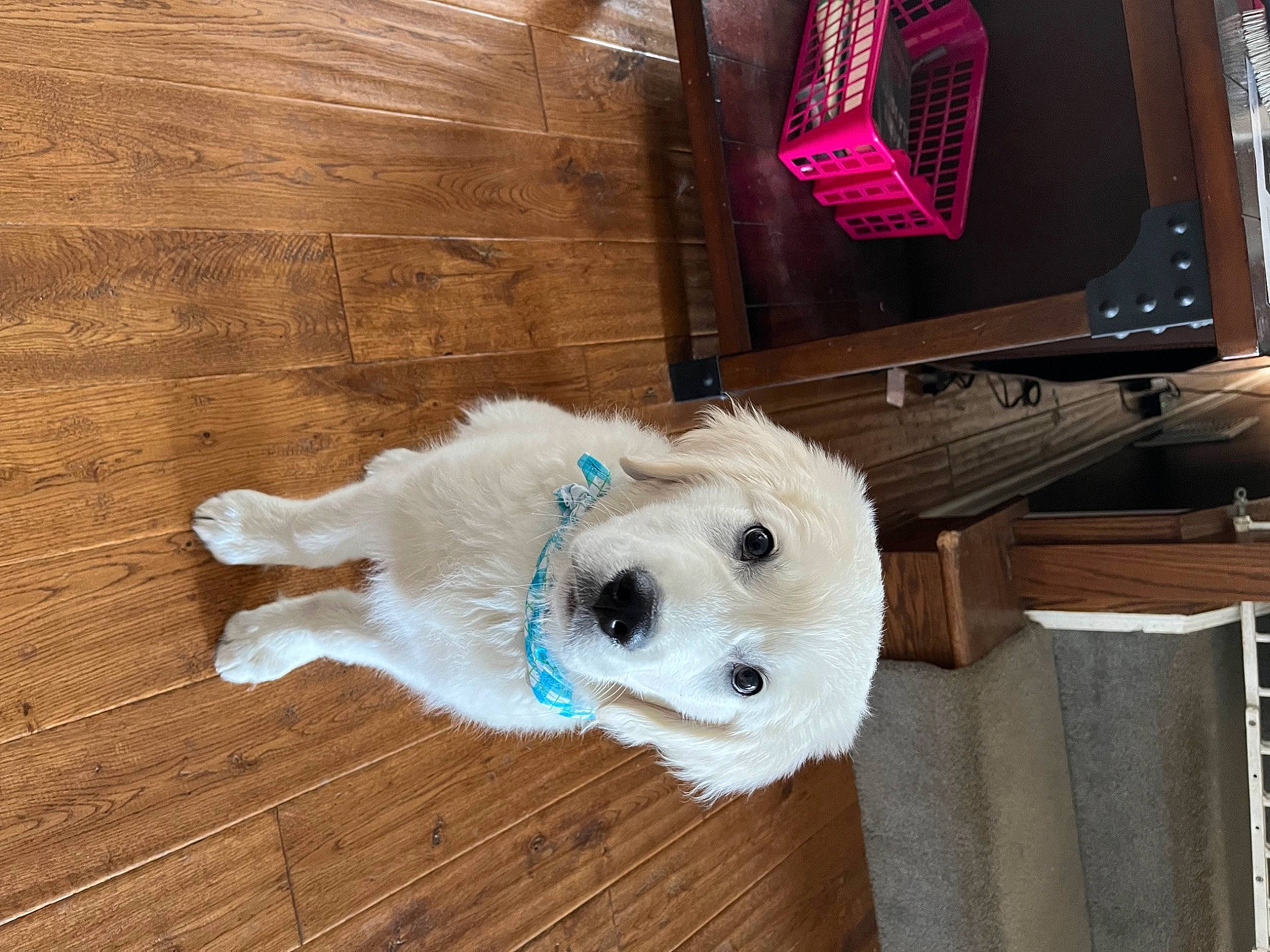 Bob Barker joined the competition — help win amazing prizes! ball, canidae, carnivore, collar, companion_dog, dog, dog_breed, dog_supply, fawn, flooring, fur, hardwood, pet_supply, snout, sporting_group, stuffed_toy, television, toy, wood, working_animal