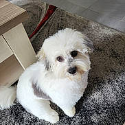 Nina a rejoint le concours — aidez-le/la à gagner de superbes lots ! dog, pet, indoor, white, gray, fluffy, fur, carpet, floor, cute, animal, looking_up, small_dog, companion, domestic, friendly, adorable, sitting, waiting, cozy